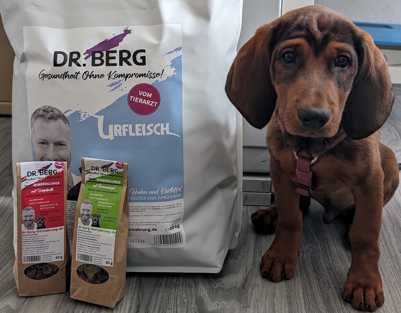 Alpenländische Dachsbracke Birko bekommt URFLEISCH für Welpen von Dr. Berg