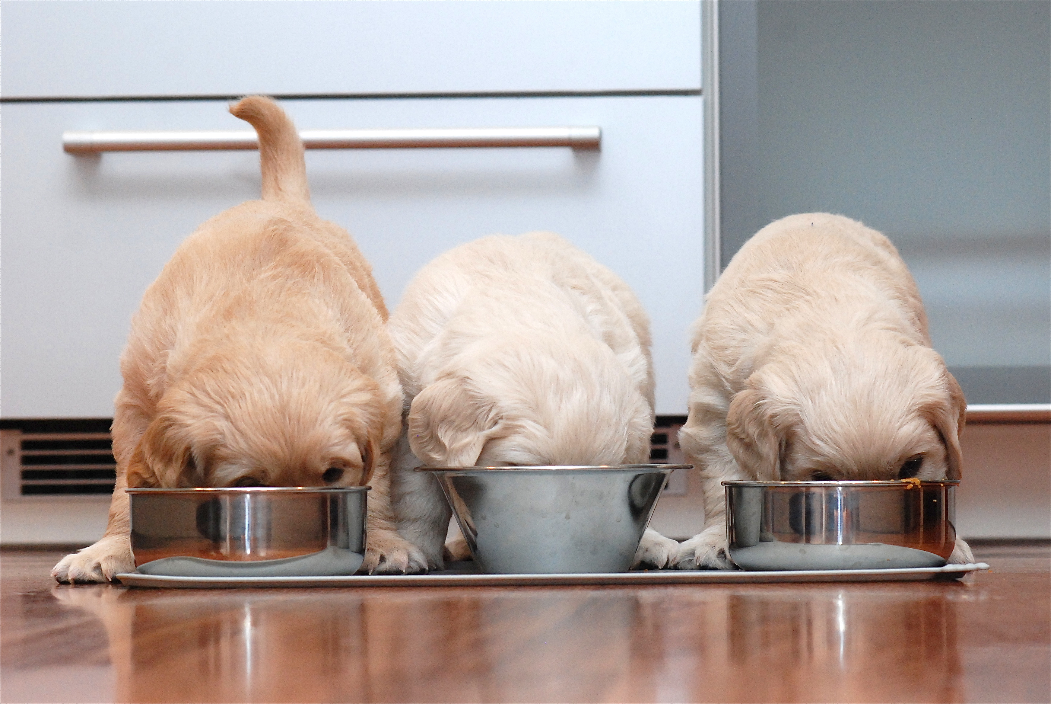 3 Hundewelpen fressen Welpenfutter