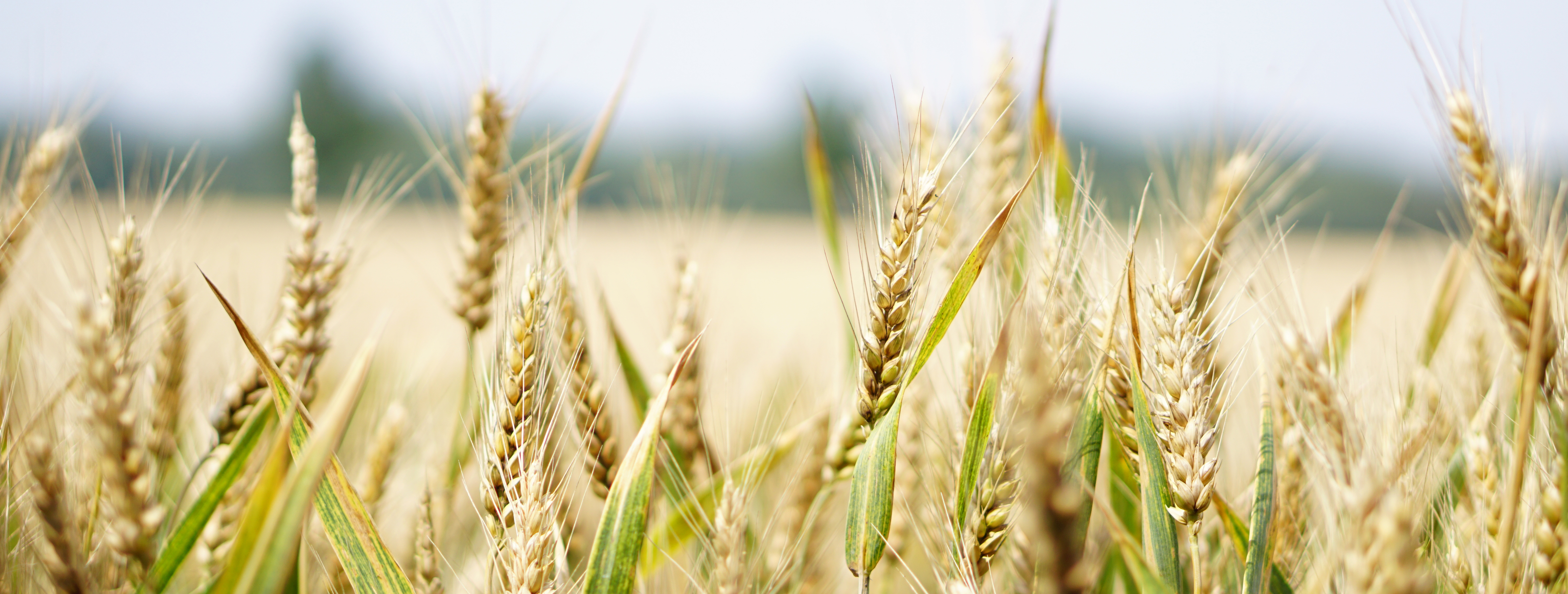 grain 