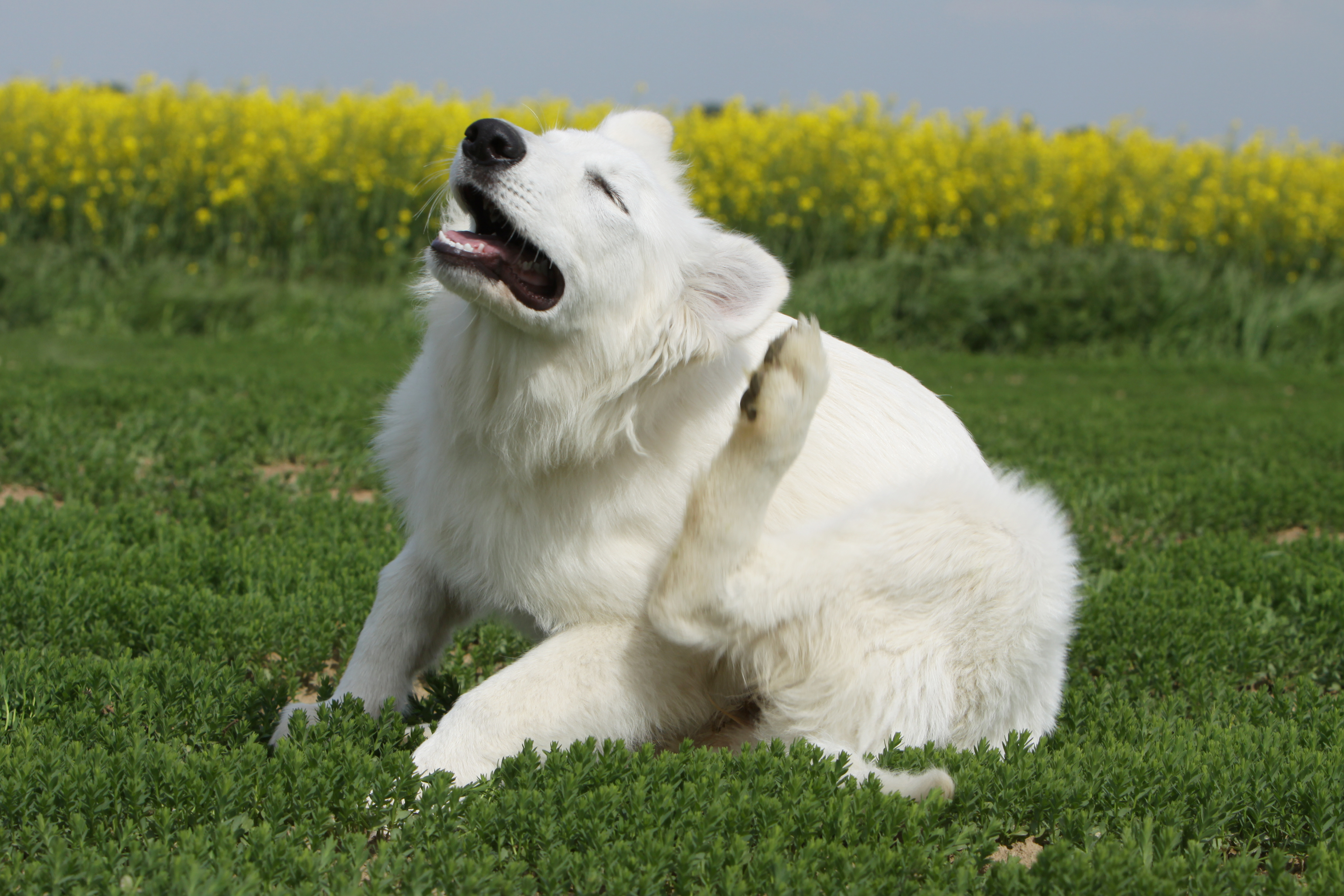 hund-juckreiz Hund kratzt sich