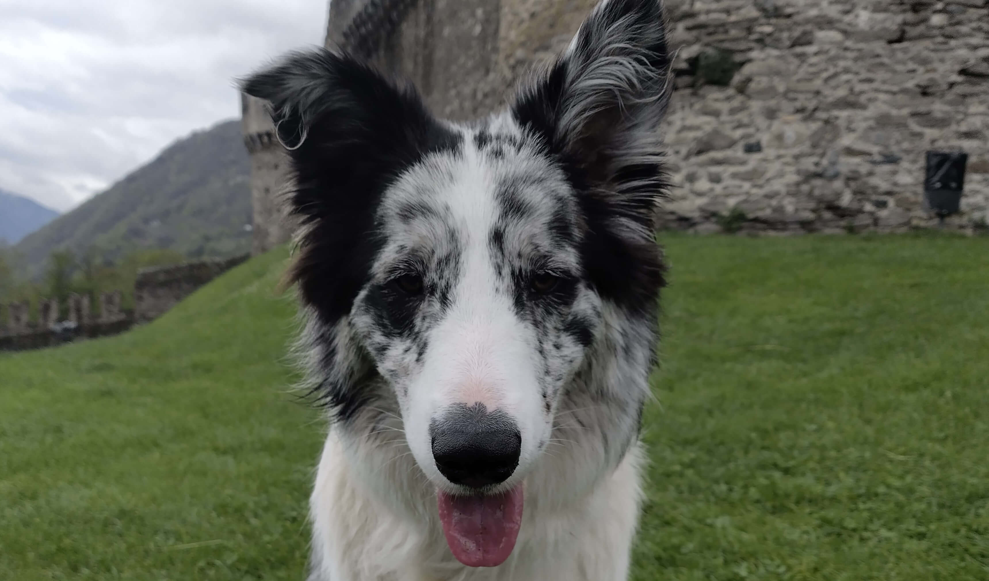 Border Collie Eddie bewertet Dr. Berg Tiernahrung