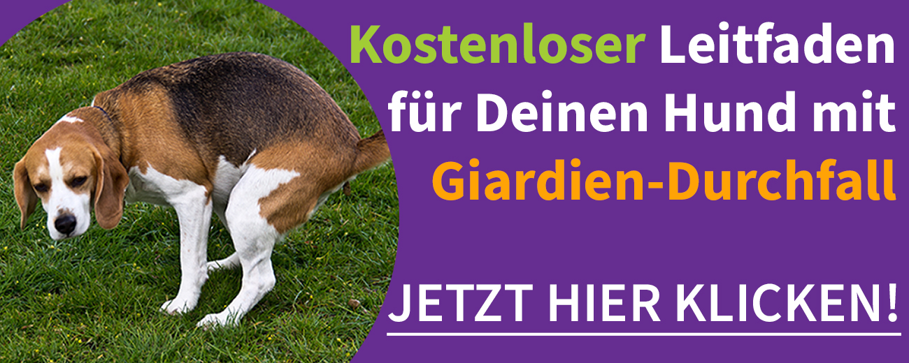 Kostenloser Leitfaden für Hunde mit Durchfall bei Giardien