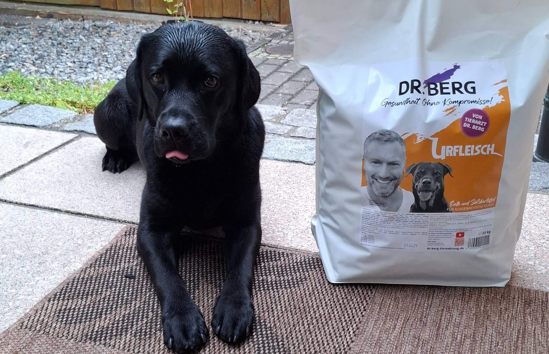 Labrador Kiwi bekommt das Urfleisch Ente & Süßkartoffel Trockenfutter von Dr. Berg