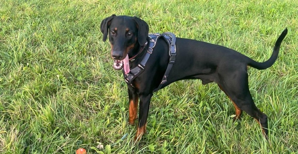 Erfahrungsbericht von Dobermann Jack zum URFLEISCH von Dr. Berg