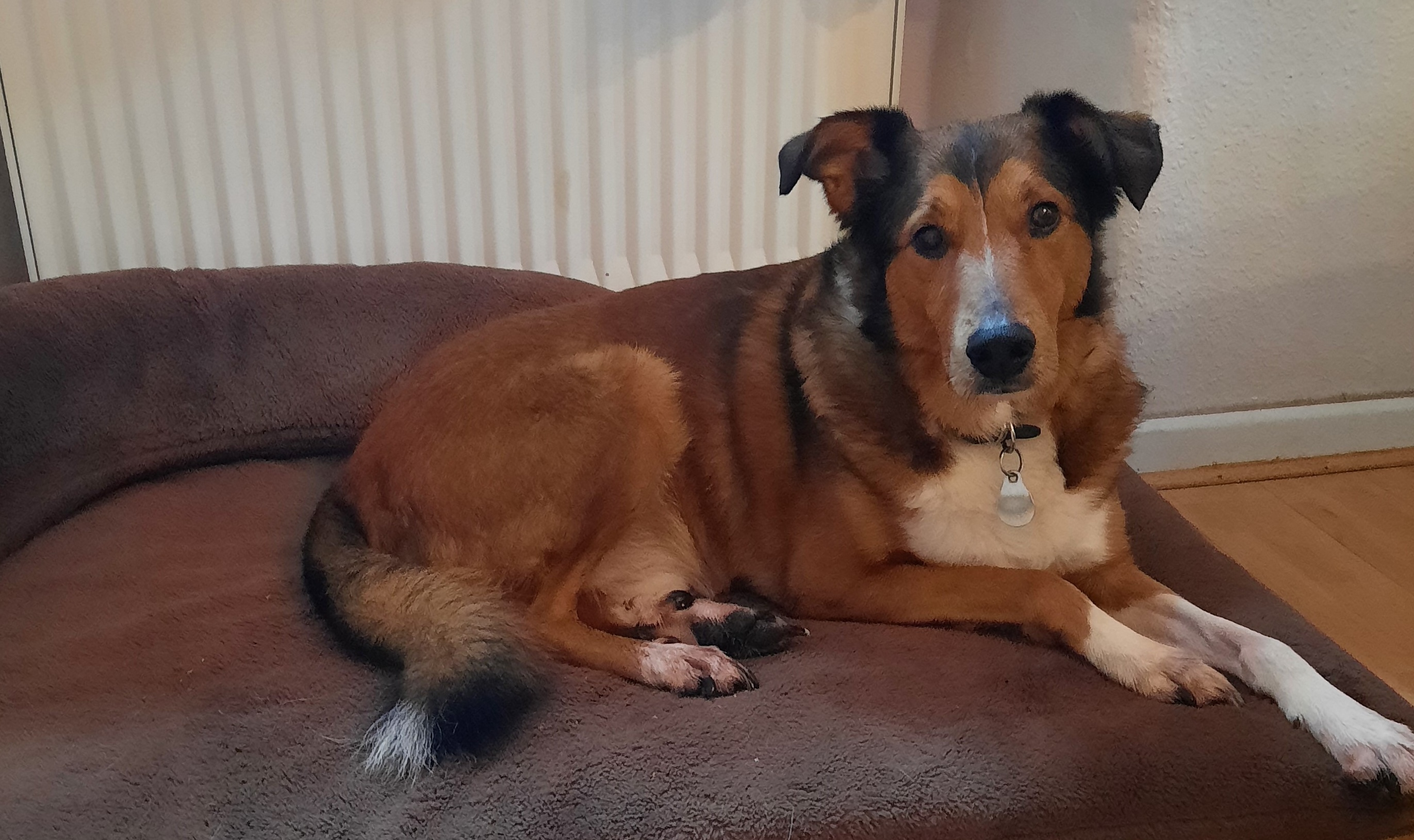 Erfahrungsbericht von Collie-Mix Karlsson zum pro-SCHONKOST Nassfutter für Hunde