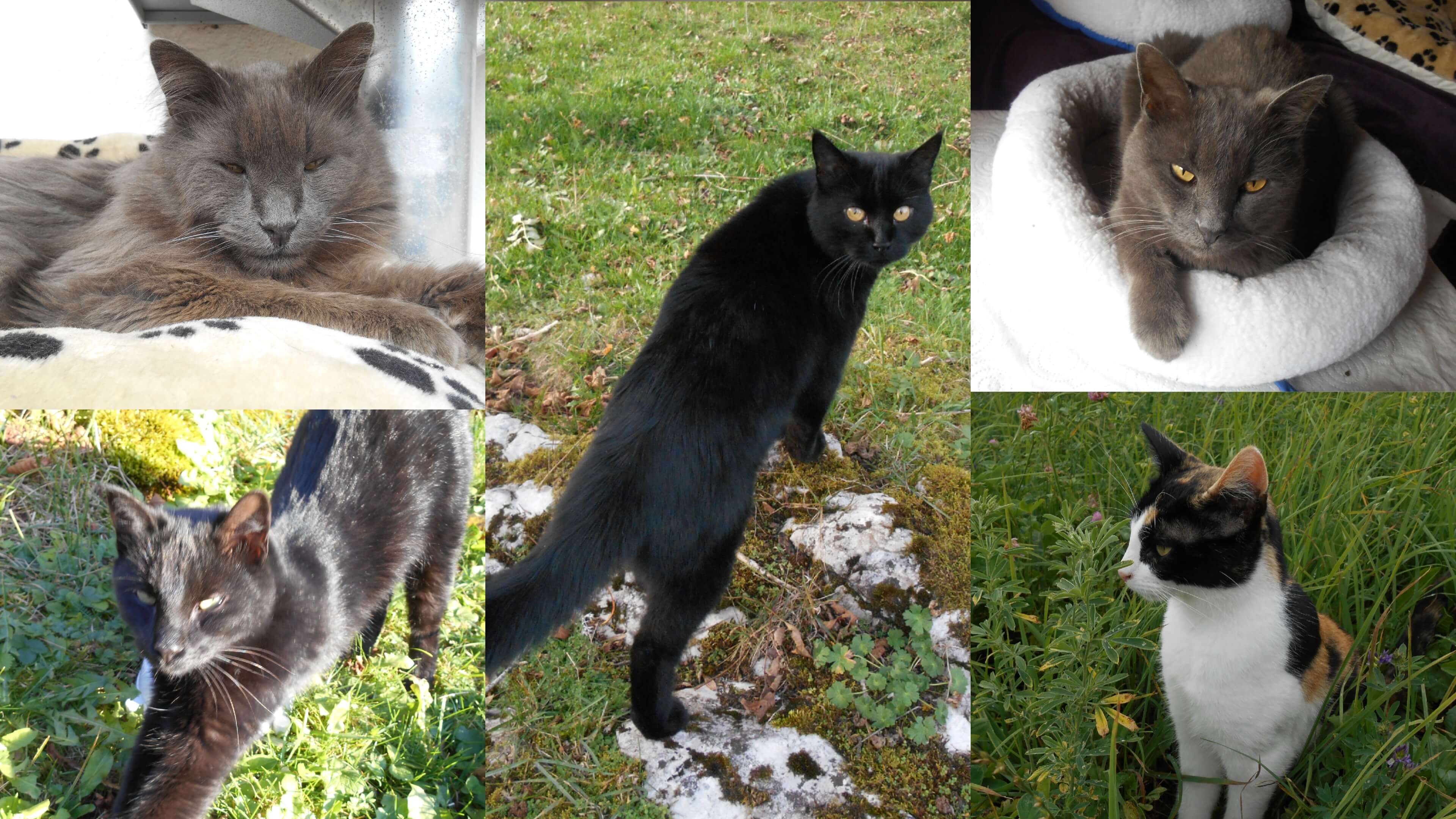 5 Katzen lieben Dr. Berg Katzenfutter