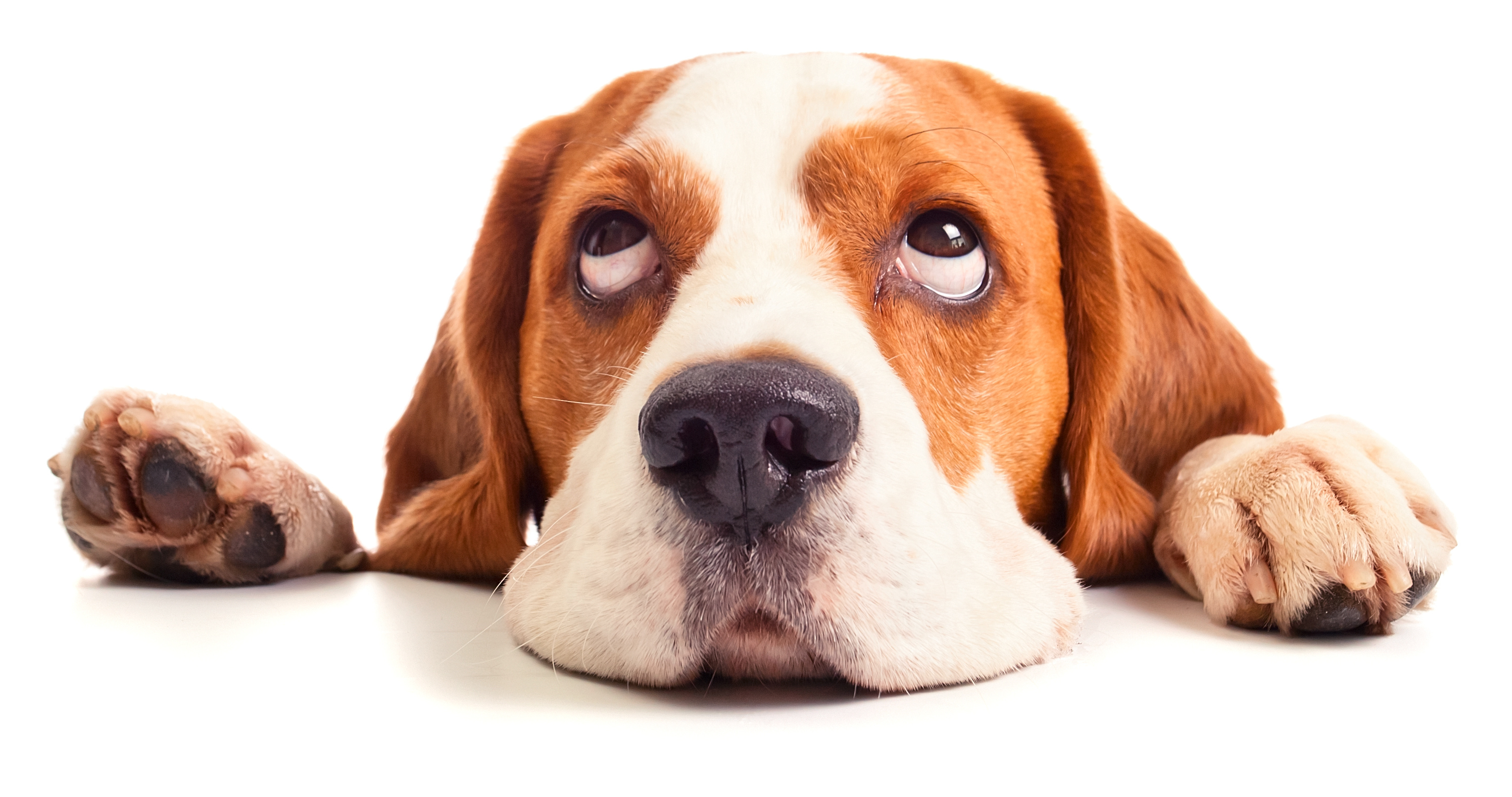 A Dog feels sick.