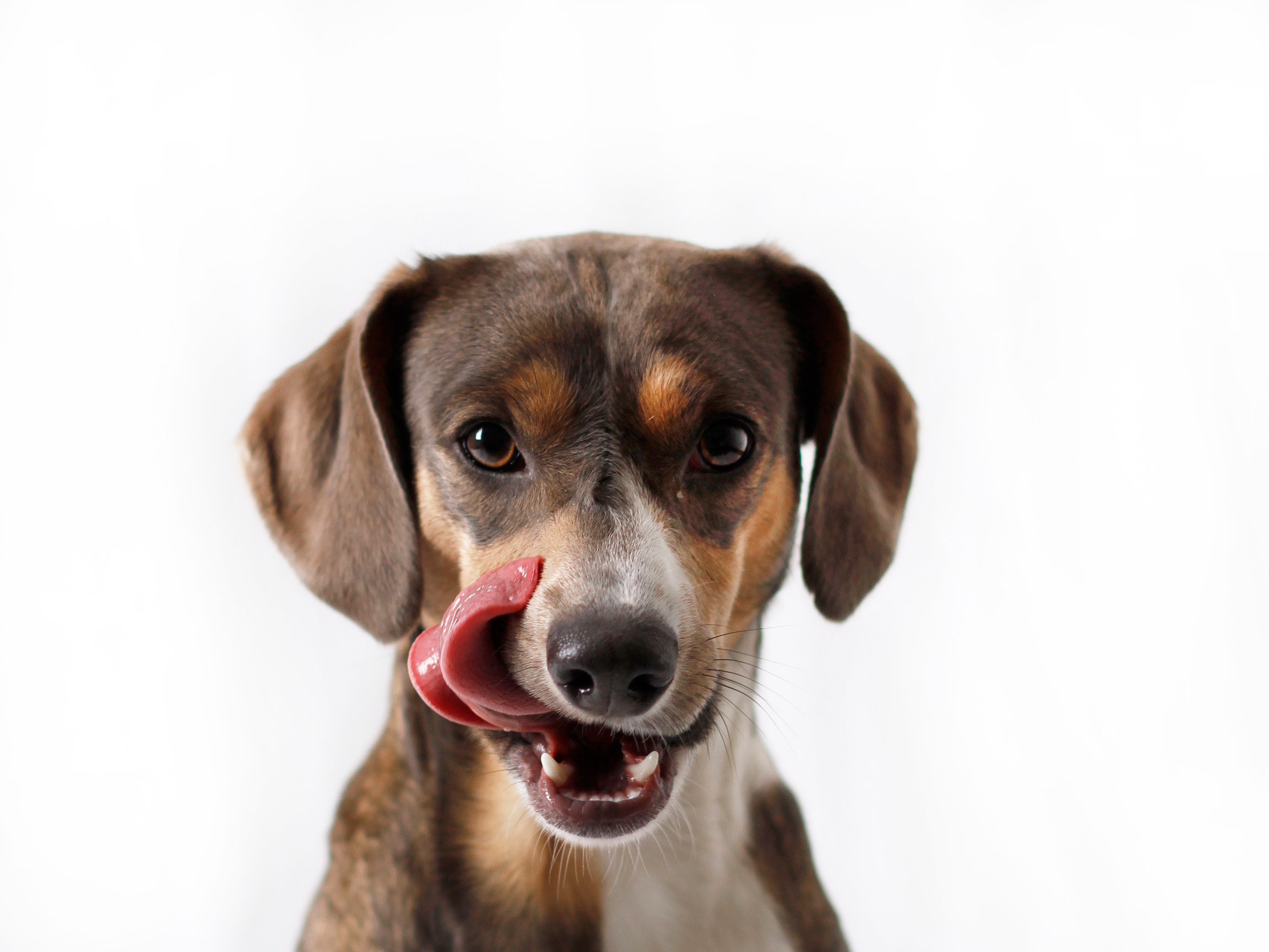 dog licks his mouth