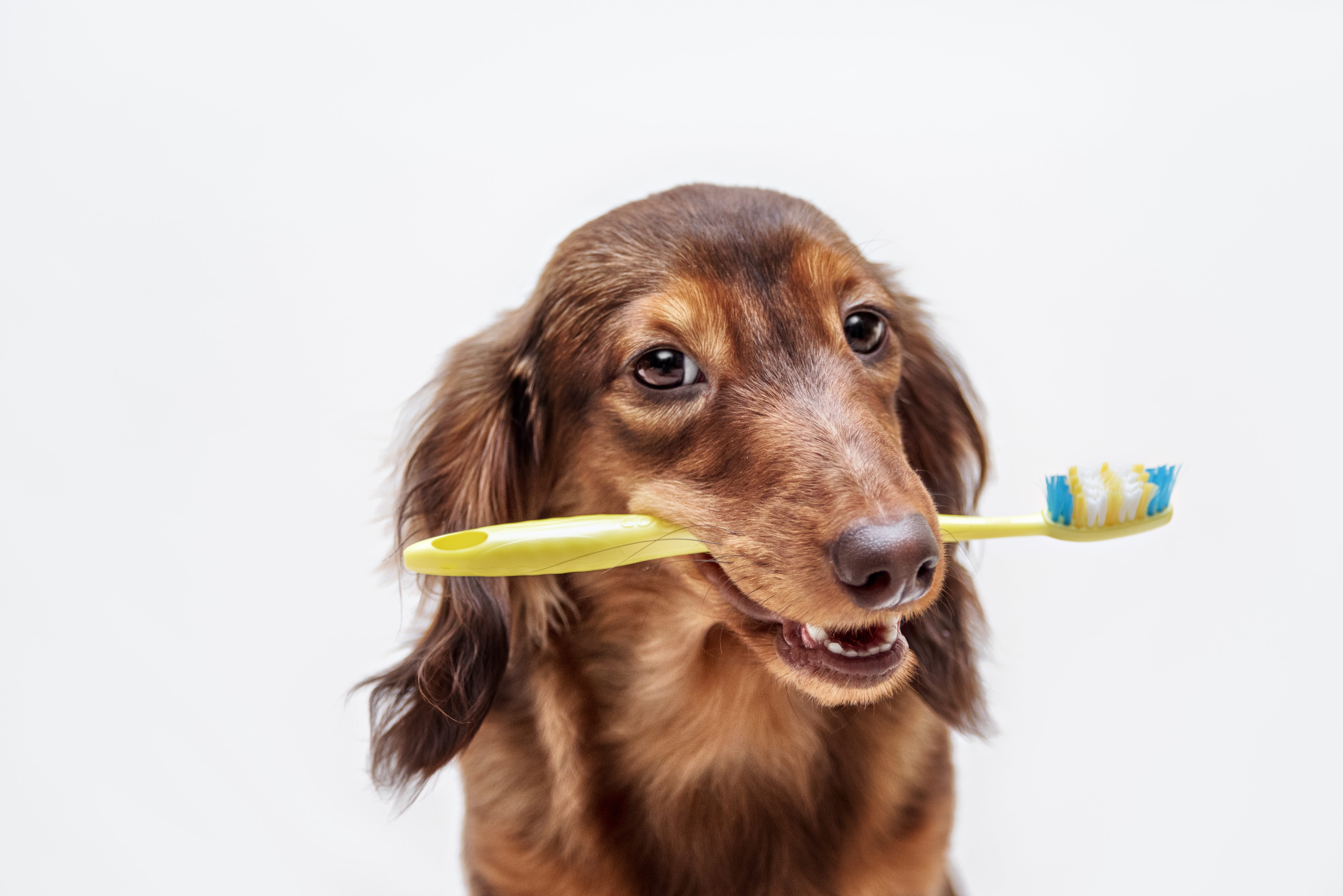 Dog with toothbrush in mouth