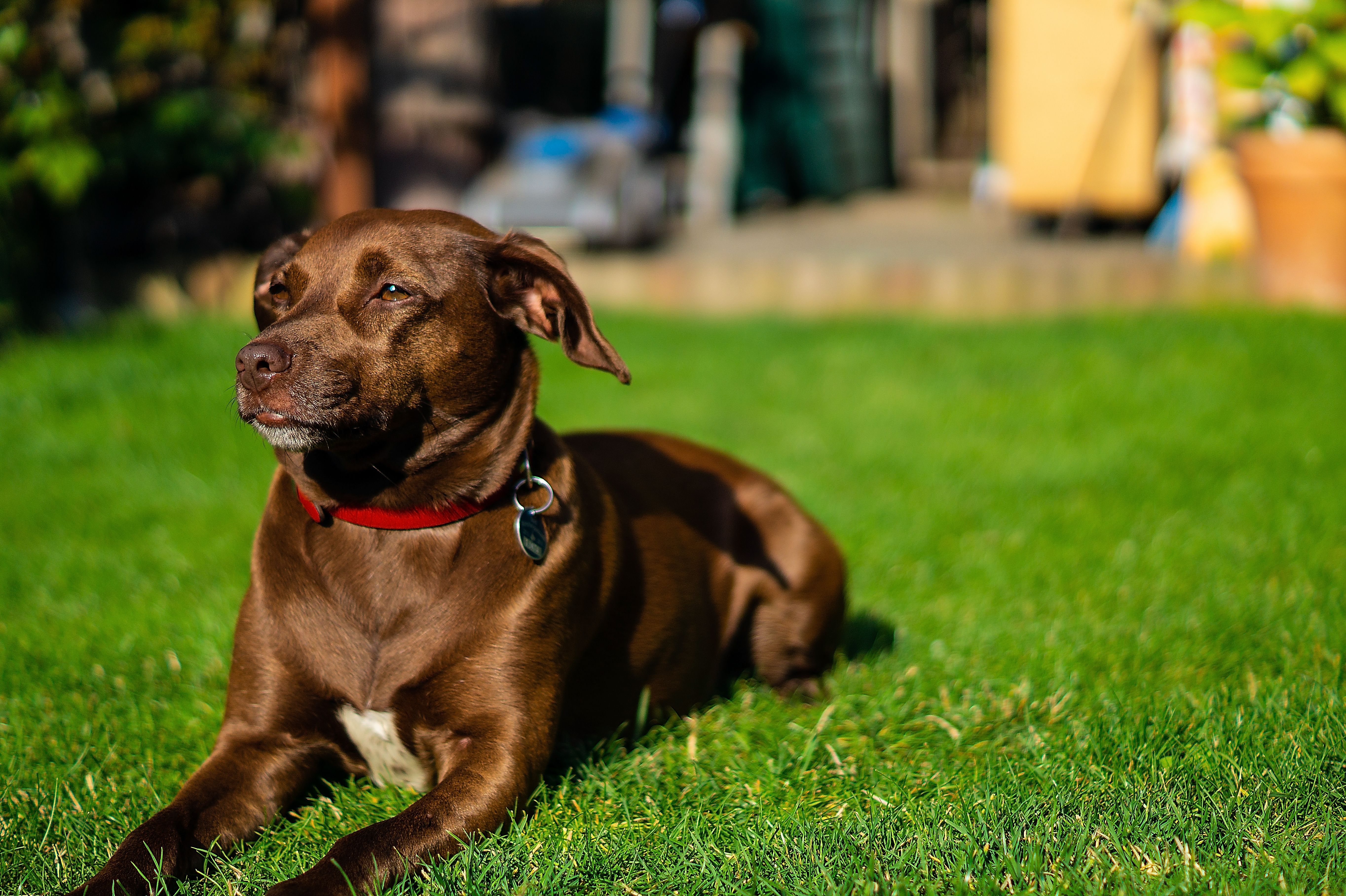 Brauner Hund liegt entspannt im Garten. 