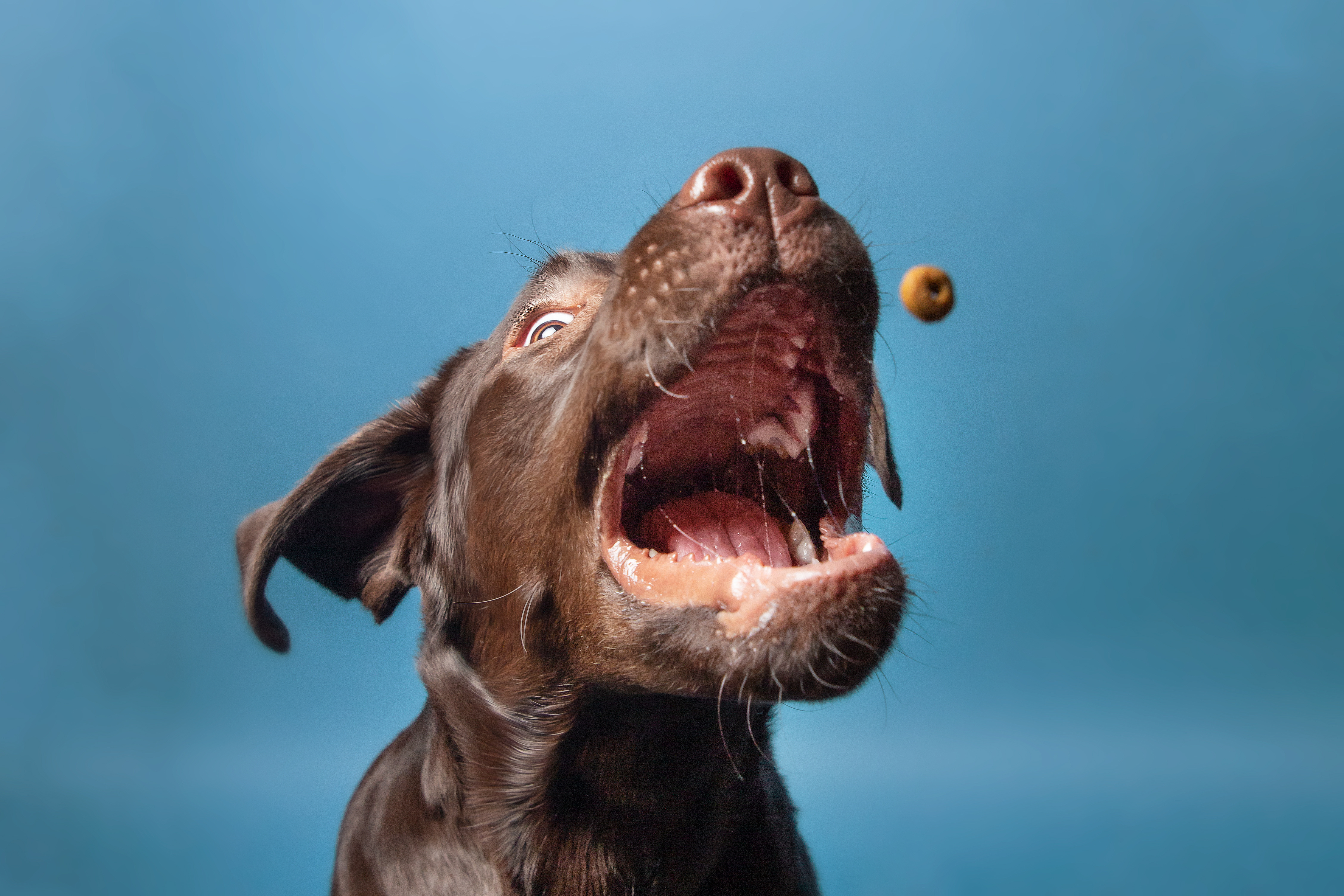 hund-schlingt-futter Ein Hund schnappt in der Luft nach seinem Futter.