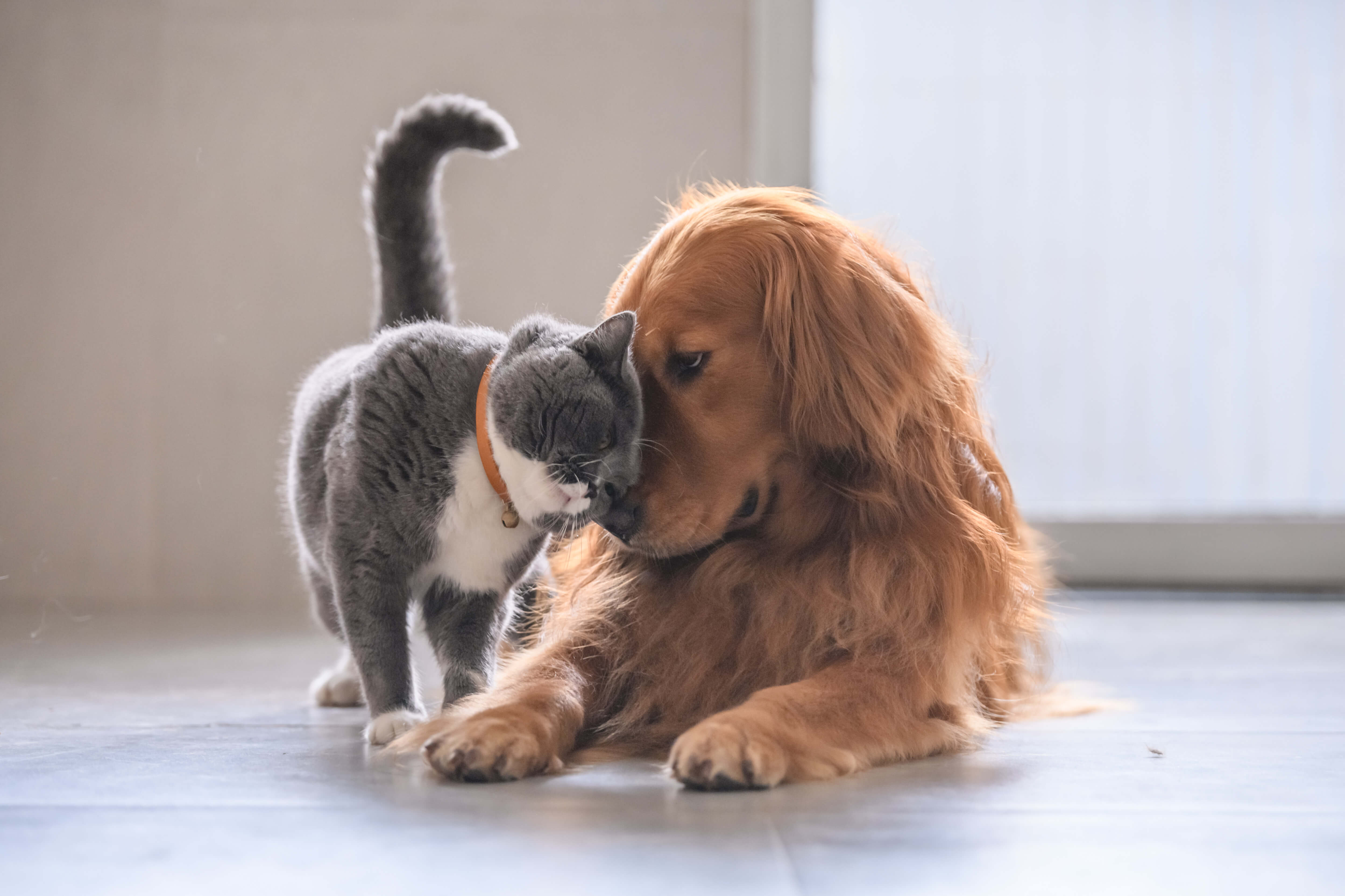 Hund und Katze kuscheln liebevoll miteinander
