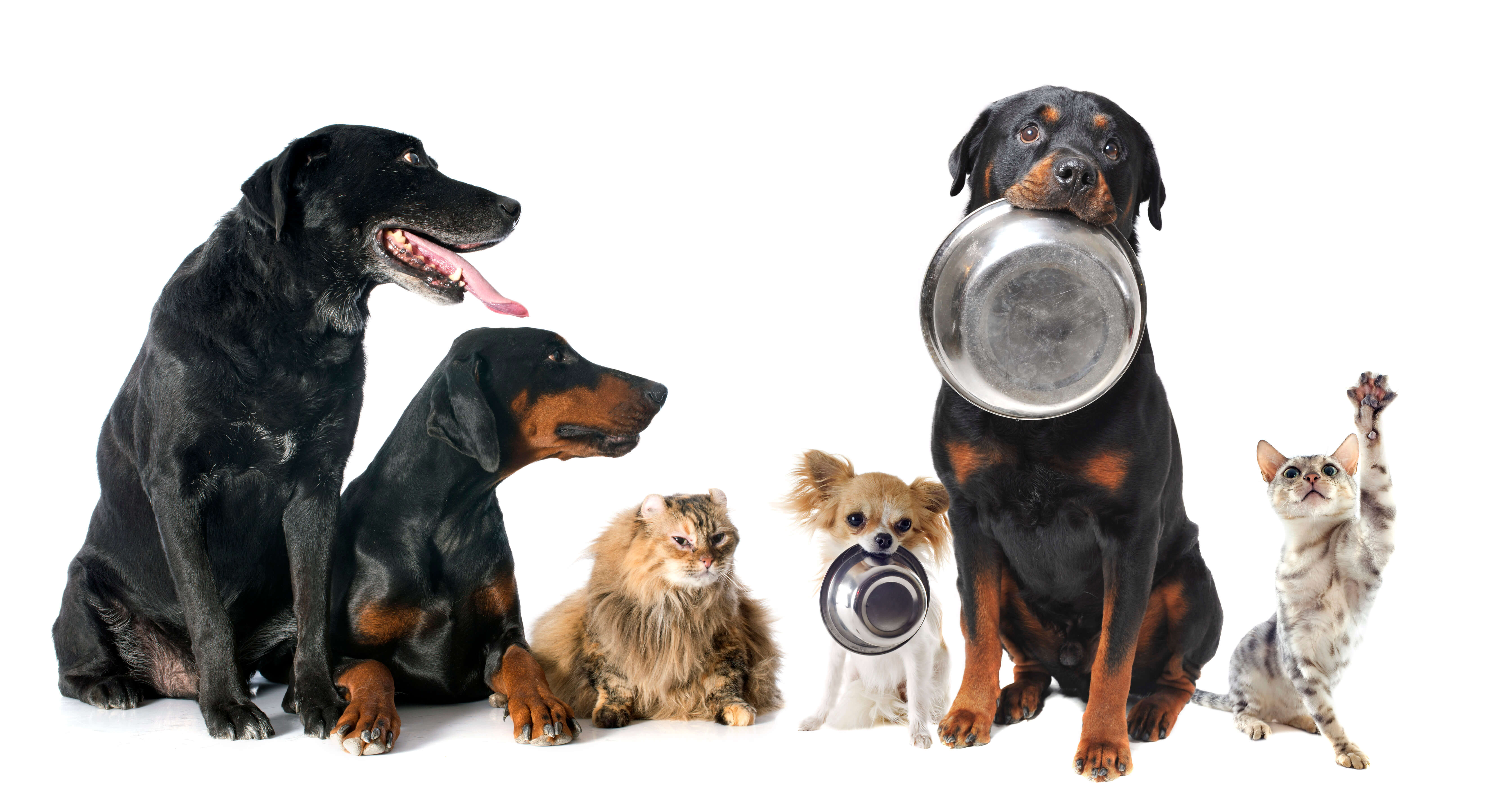 Hunde und Katzen hungrig mit Näpfen im Maul