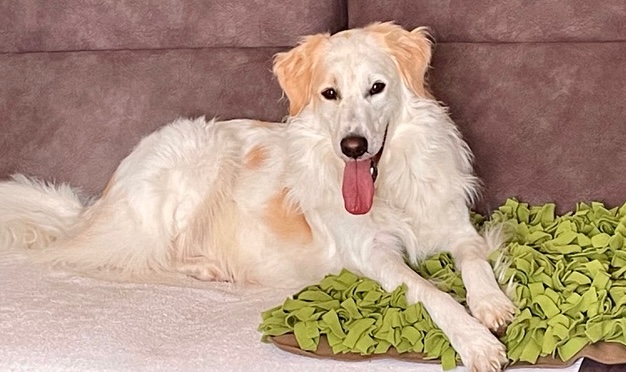 Hund Jonny nach Futterumstellung auf Dr. Berg Hundefutter