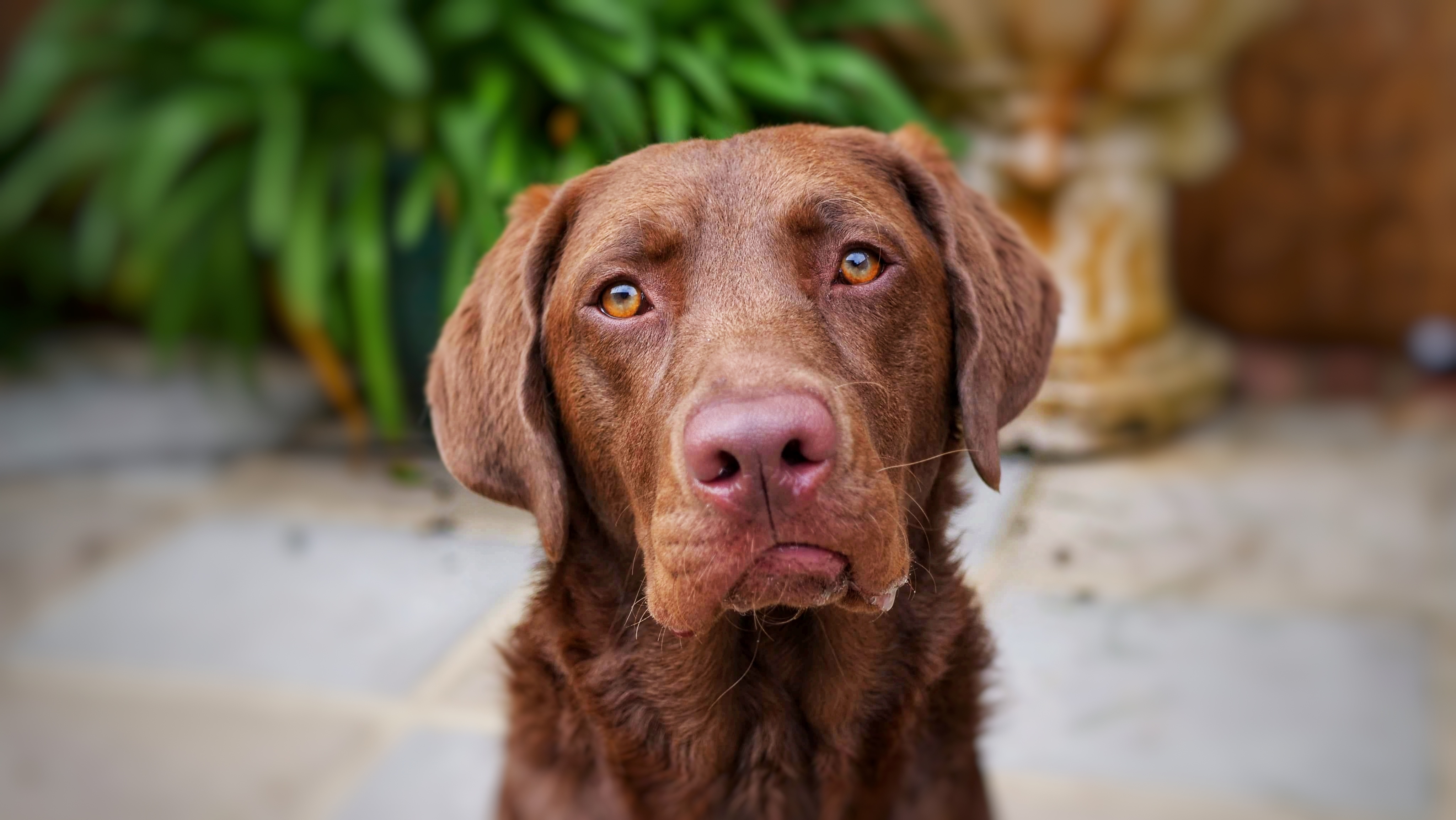 A young dog looks sad.