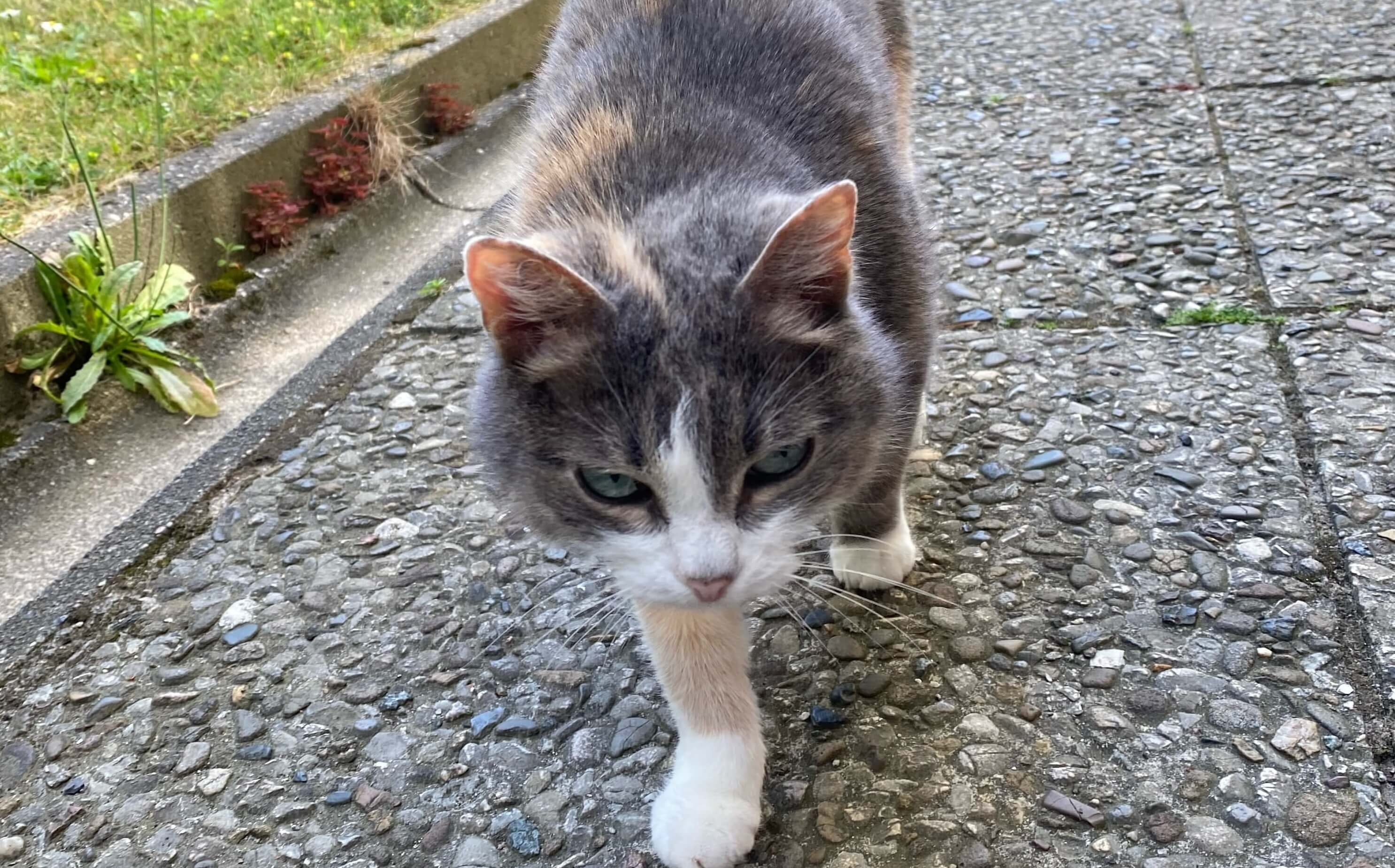 Katze Majori bekommt das pro-NIERE Nassfutter von Dr. Berg