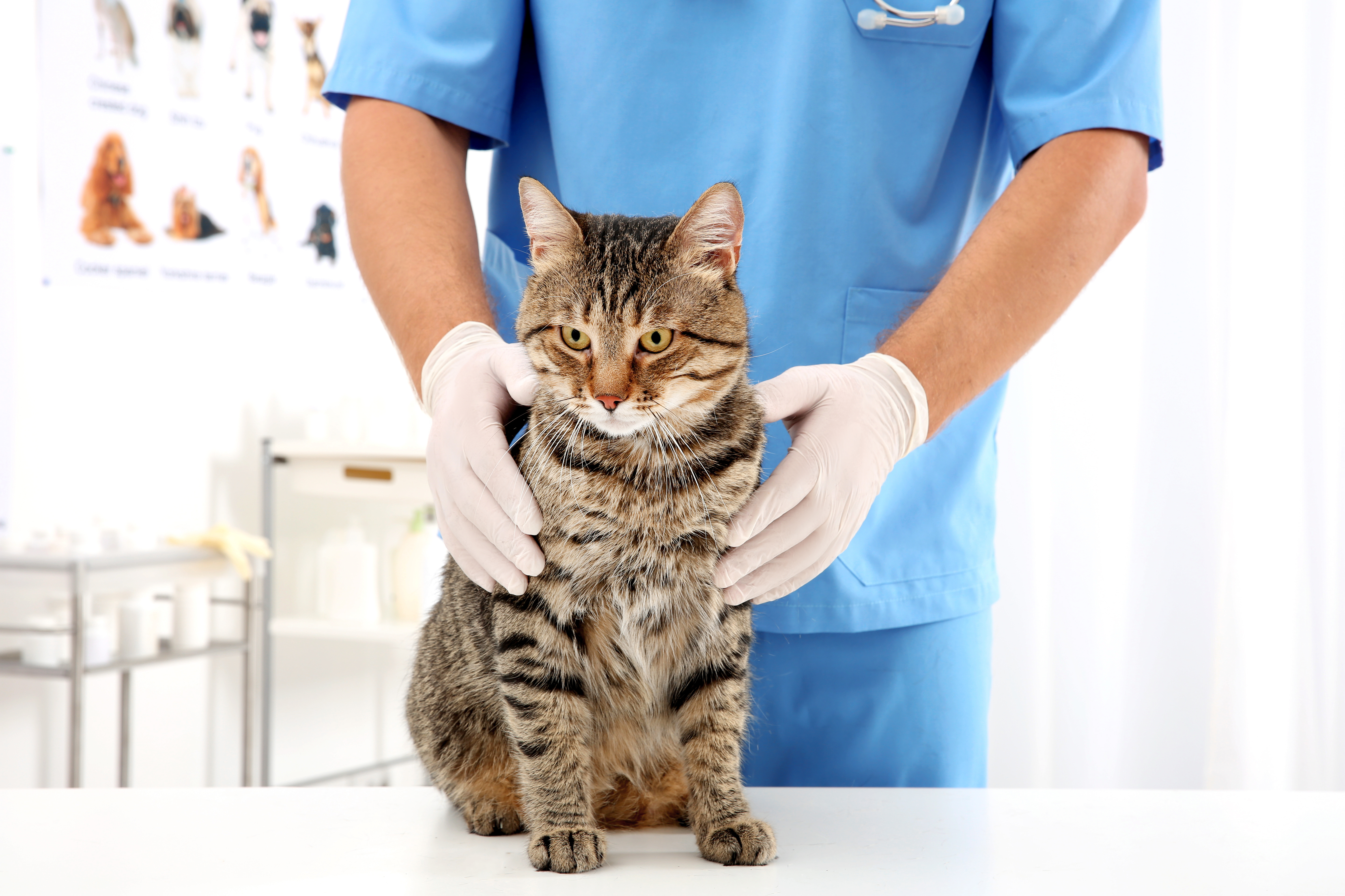 Katze wird beim Tierarzt untersucht
