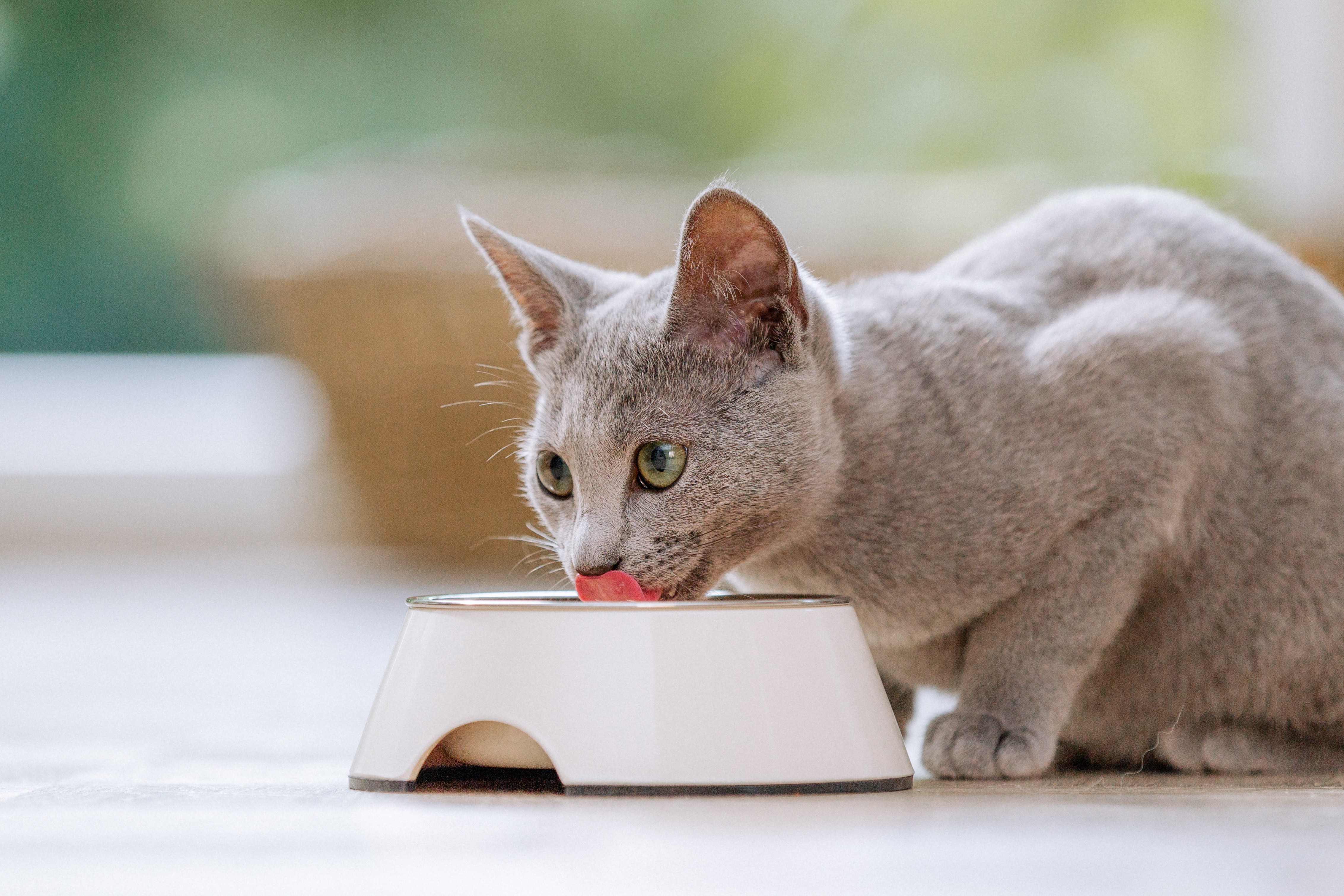 Katze frisst Futter aus dem Napf