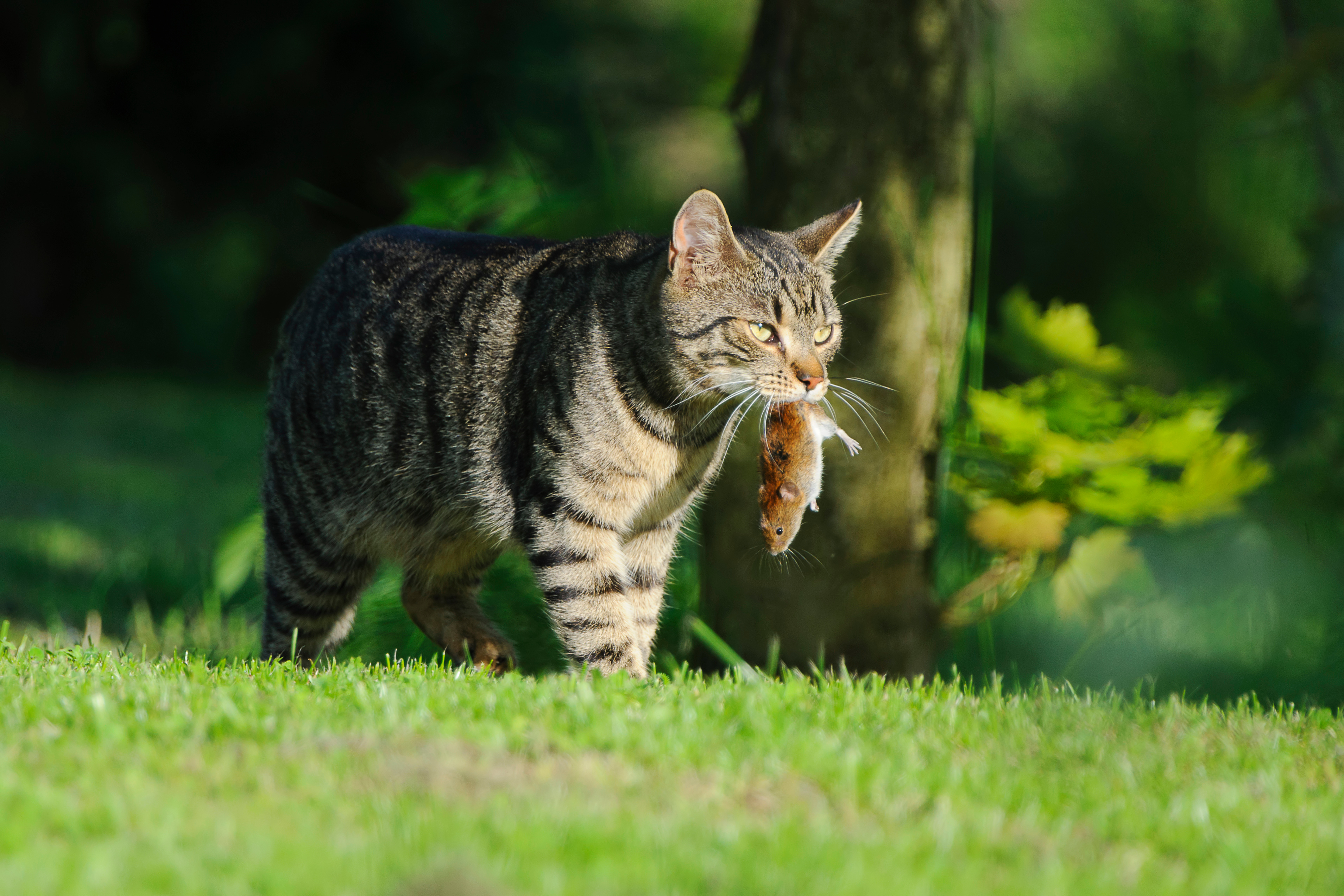 Eine Katze hat eine Maus gefangen