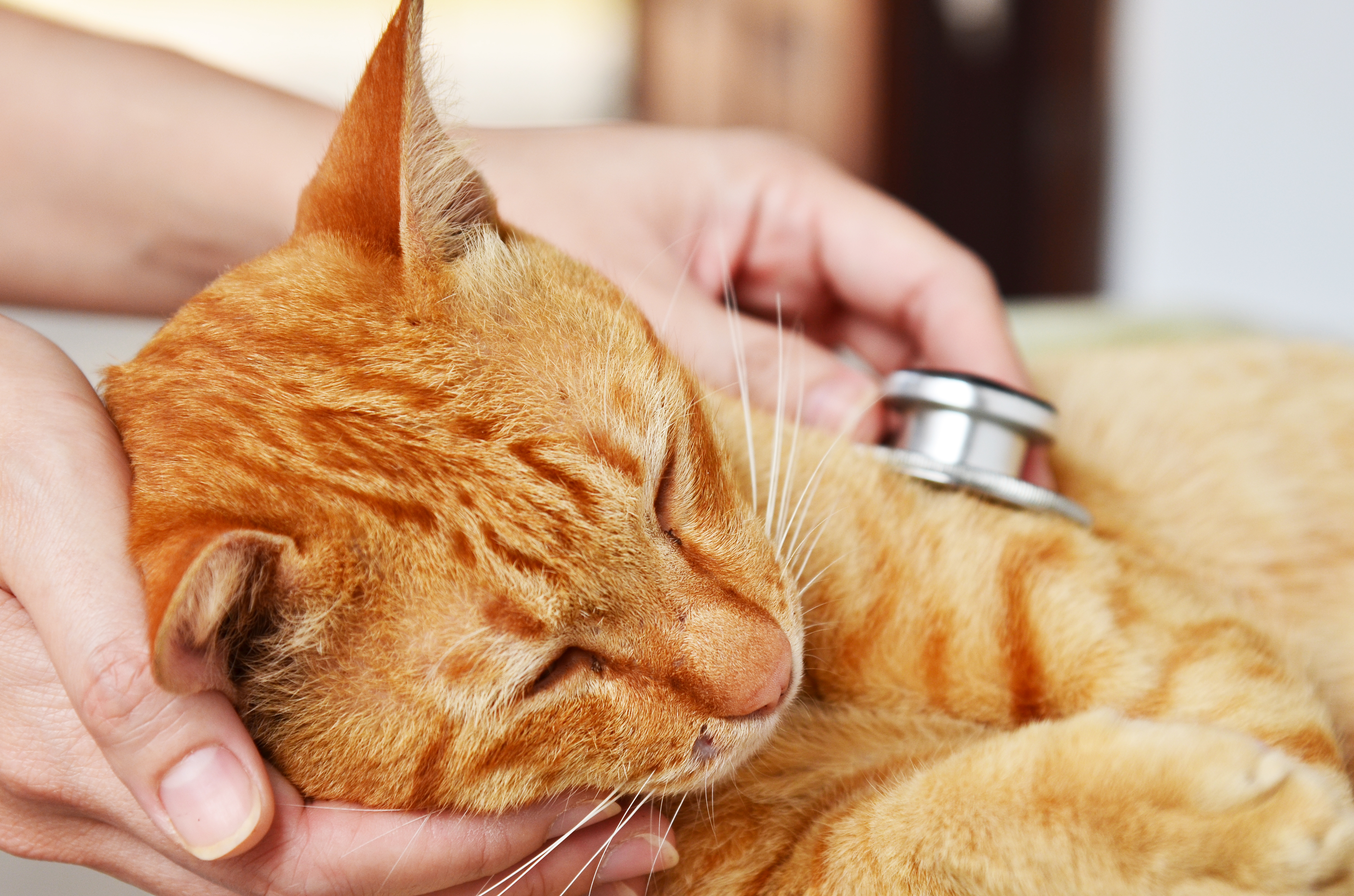 Katze wird beim Tierarzt abgehört