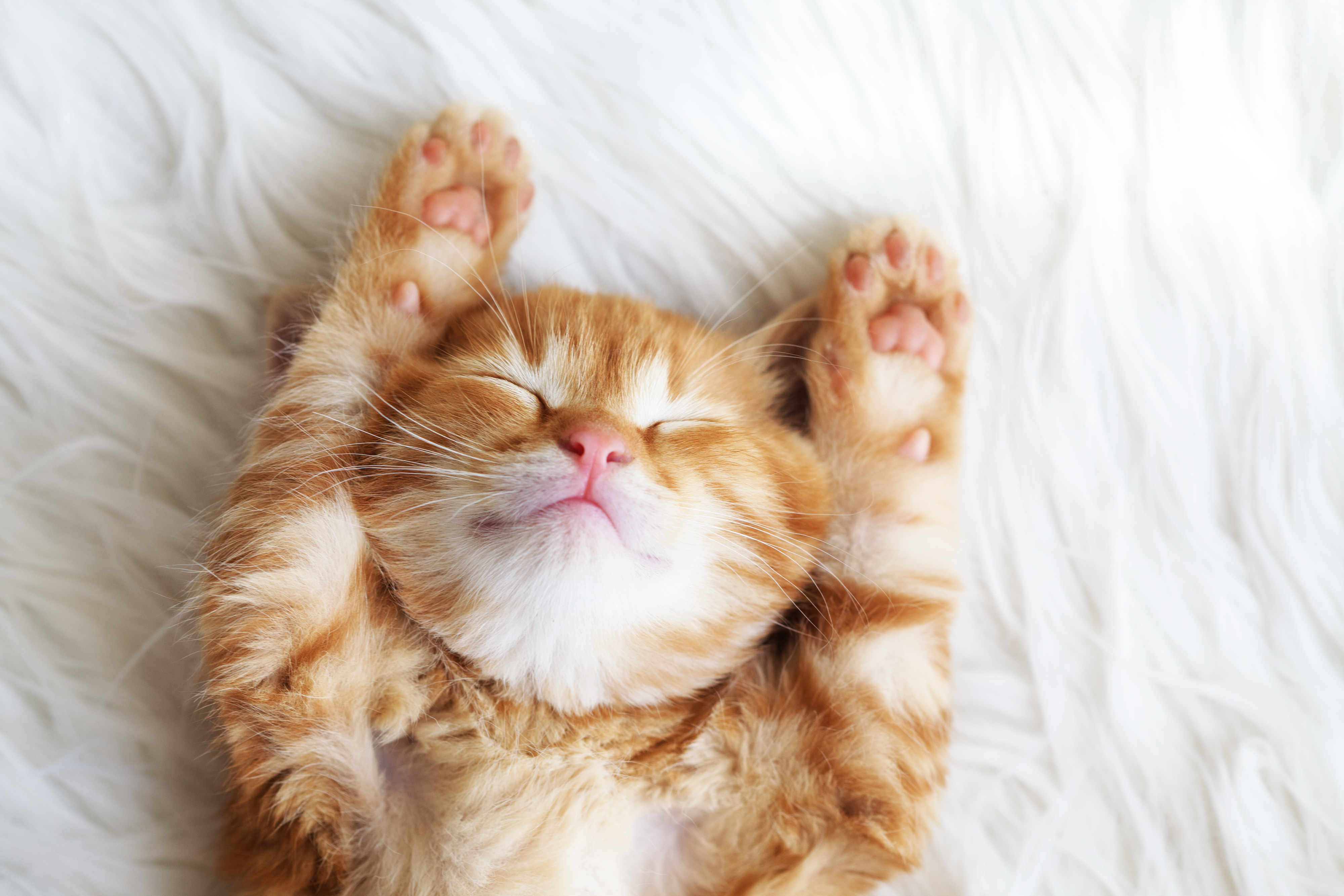 Ein Katzenwelpe ist glücklich
