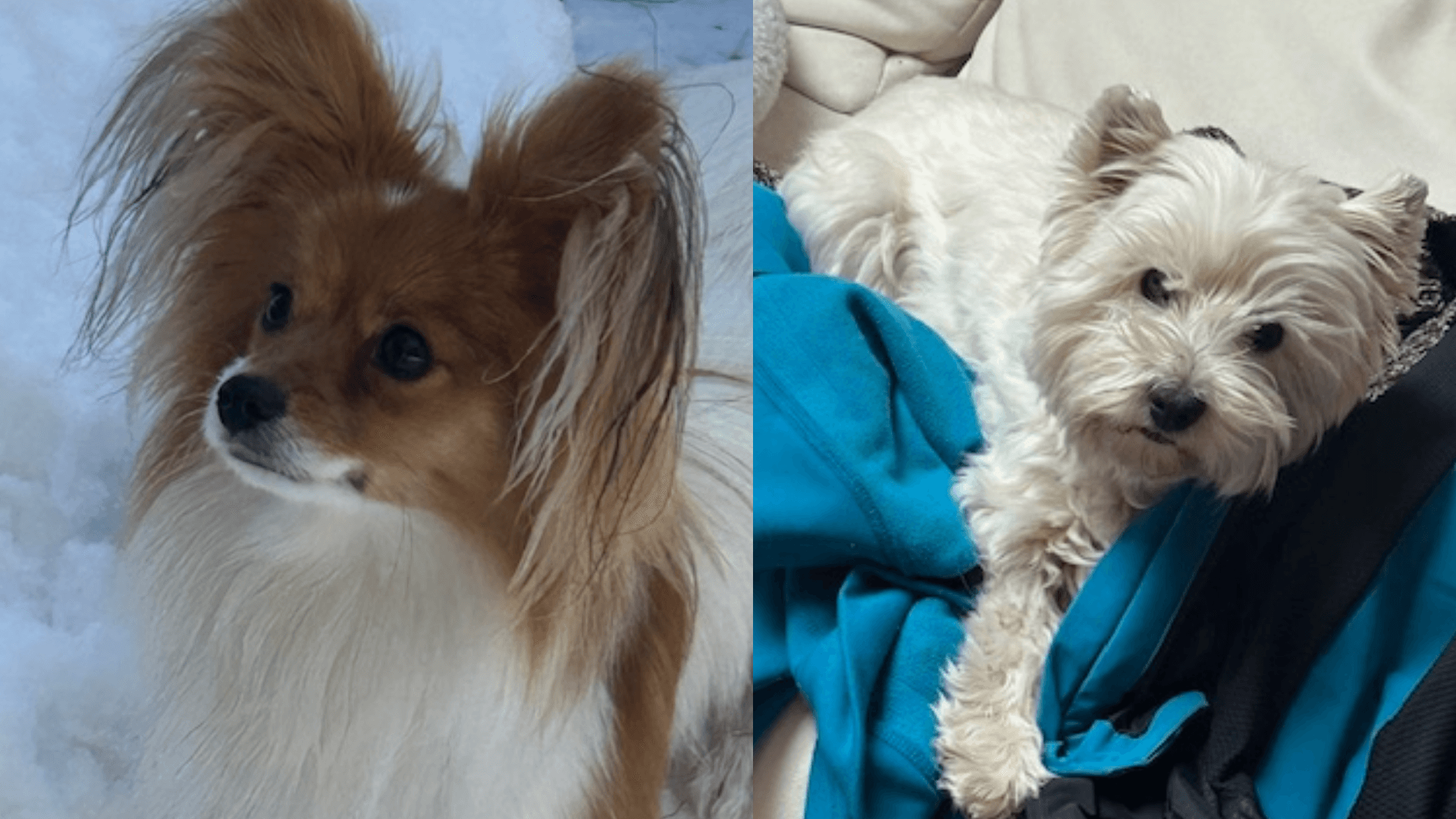 Kundenfoto von den Hunden Makani und Murmel