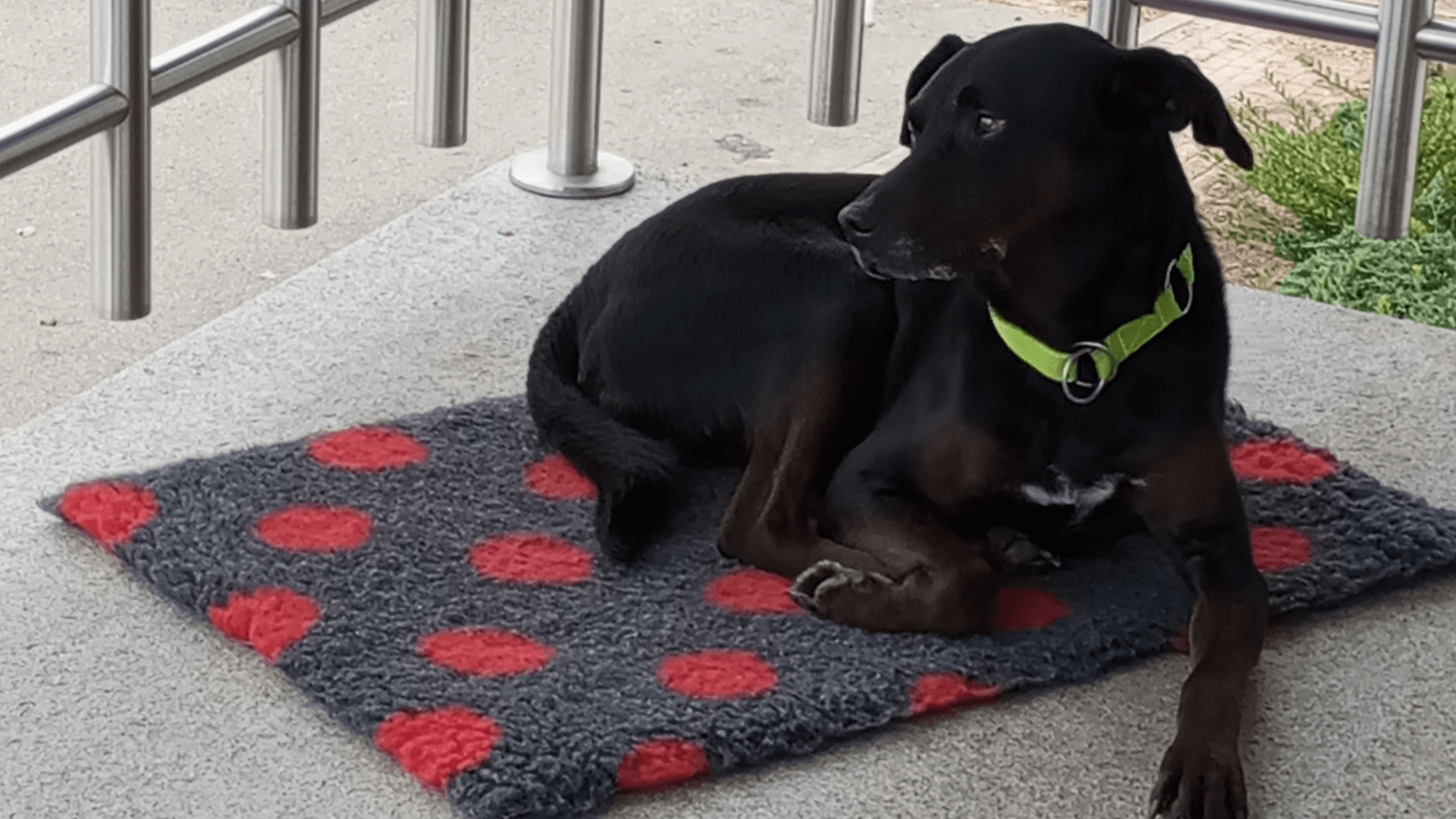 Kundenfoto von Carlo zum Urfleisch Ente & Süßkartoffel