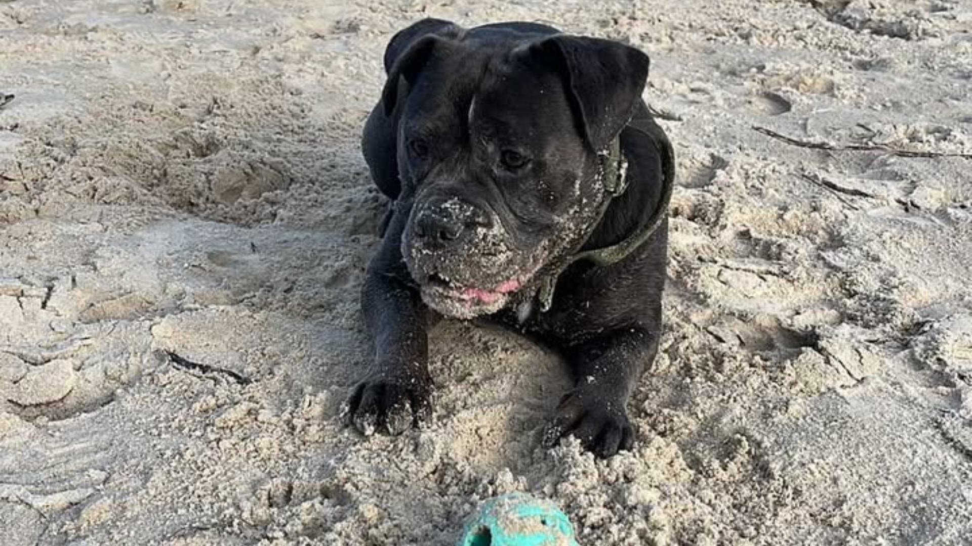 Erfahrungsbericht von Hündin Kimba zum Urfleisch Ente & Süßkartoffel