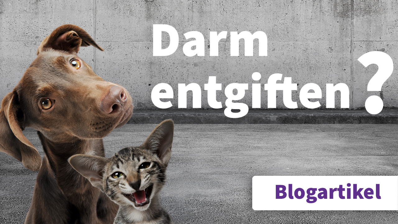 Warum sollte ein gesunder Darm eigentlich entgiftet werden? - Artikel von Tierarzt Dr. Gregor Berg