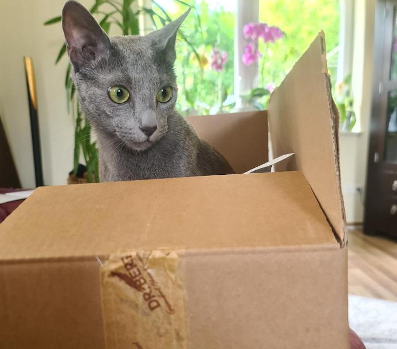 Russisch Blau Katzen Erfahrungsbericht mit Dr. Berg Katzenfutter