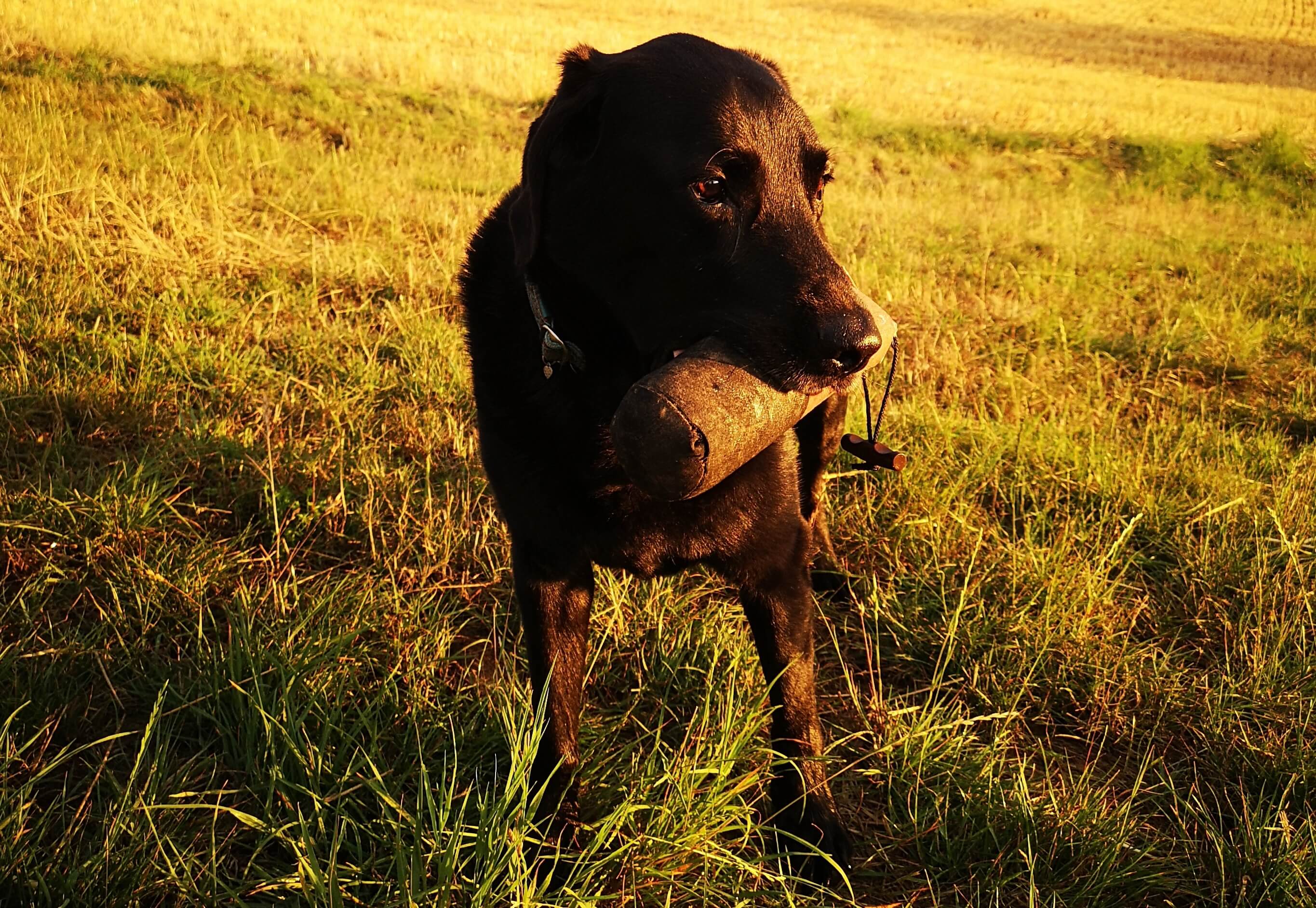 Madeleine mit Labrador Retriever Nino Erfahrungsbericht URFLEISCH Dr. Berg