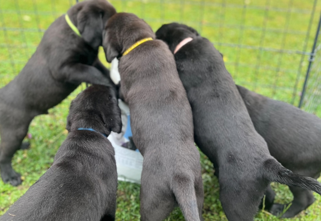 Sechs kleine Labradorwelpen vom Züchter wachsen mit Dr. Berg Welpenfutter auf.