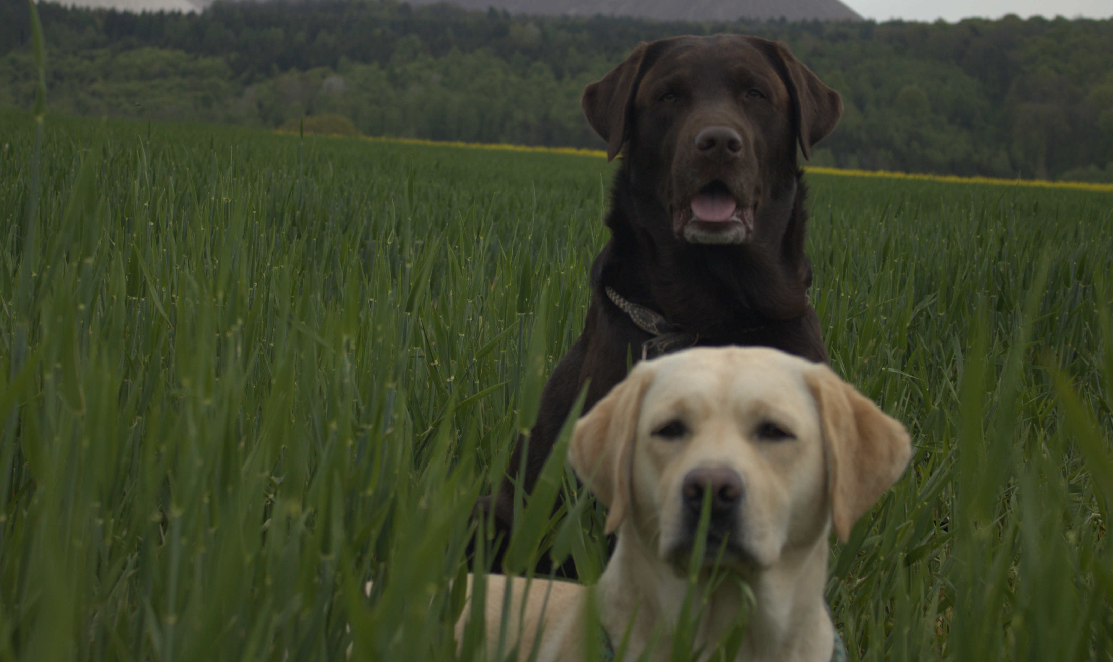 Kundenfoto Moses und Tilda 