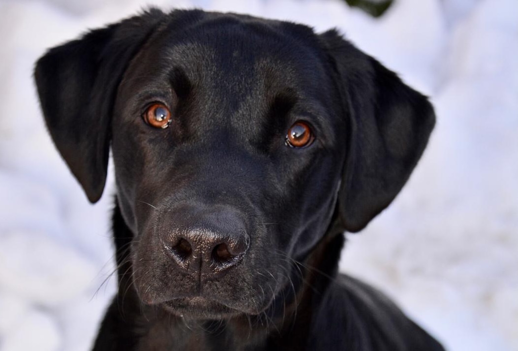Labrador Max frisst URLFEISCH Trockenfutter