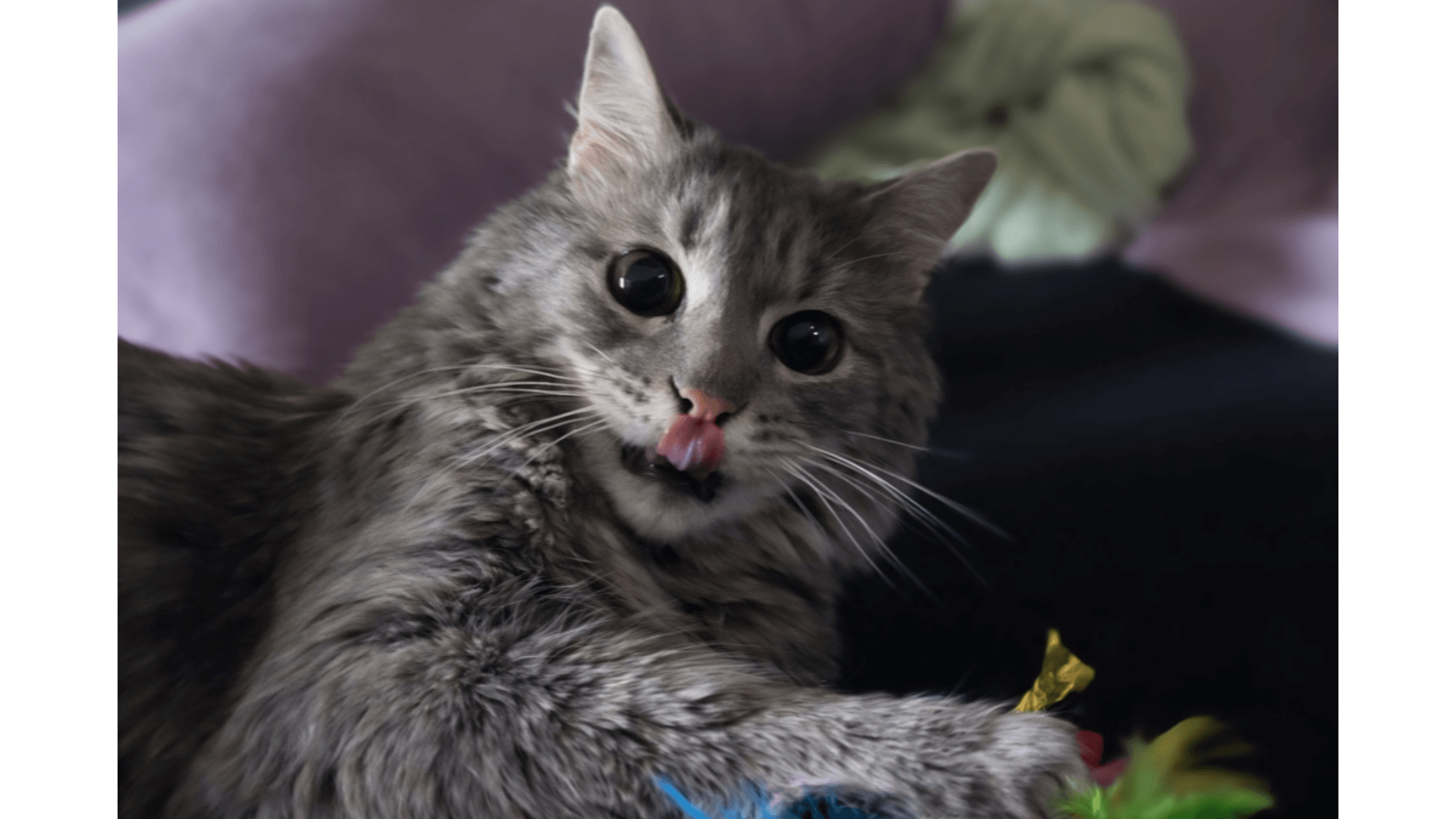 Kundenerfahrung mit Dr. Berg Katzenfutter FELIKATESSEN