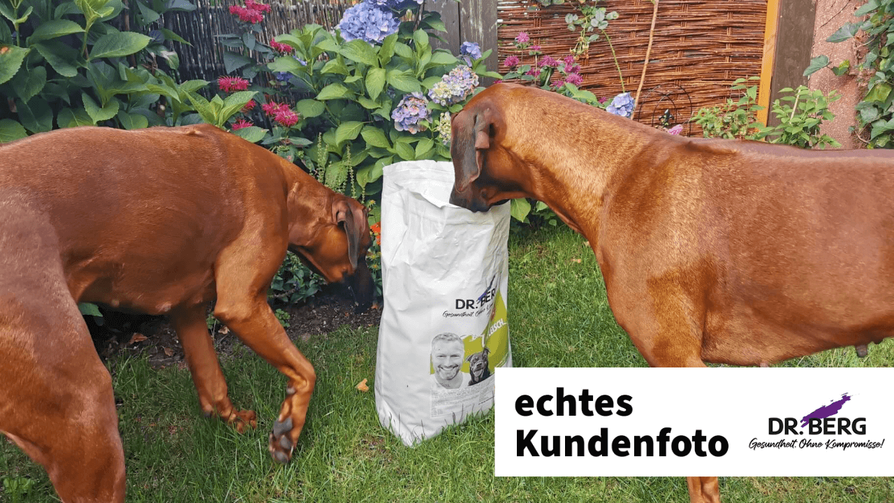Ridgebacks mit Urfleisch