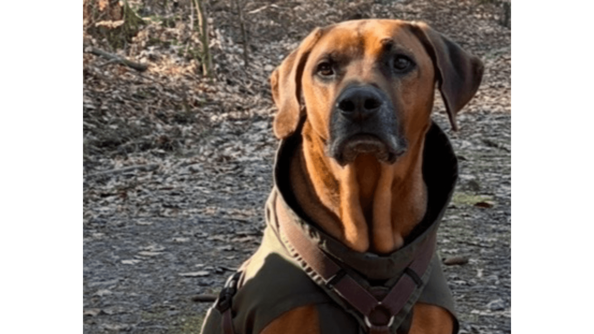 Kundenerfahrung zu Dr. Berg URFLEISCH