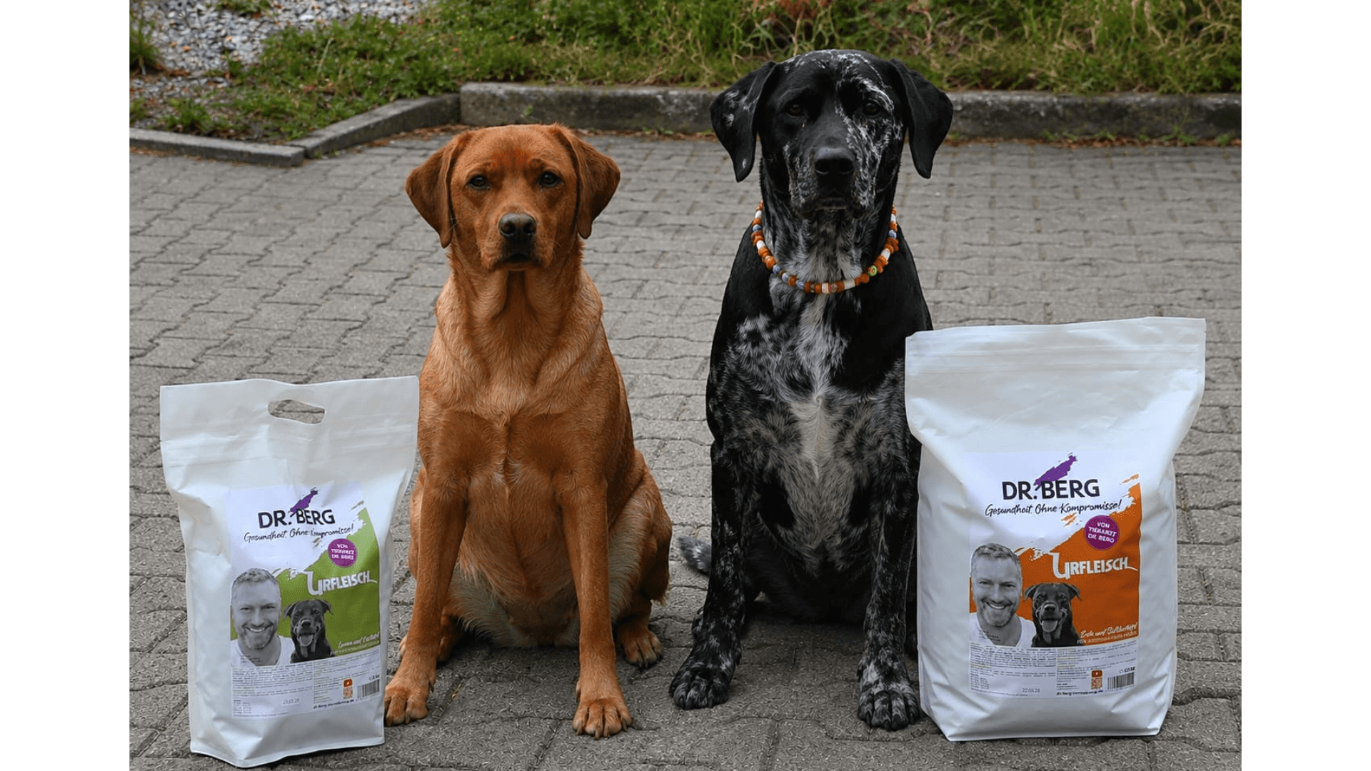 Erfahrungsbericht von Foxred Labrador Alani und Labrador Dogge Maya zum URFLEISCH 