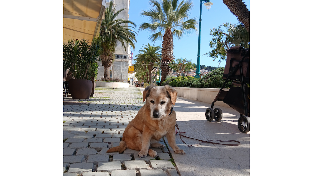 Erfahrungsbericht Dr. Berg pro-NIERE Hundefutter