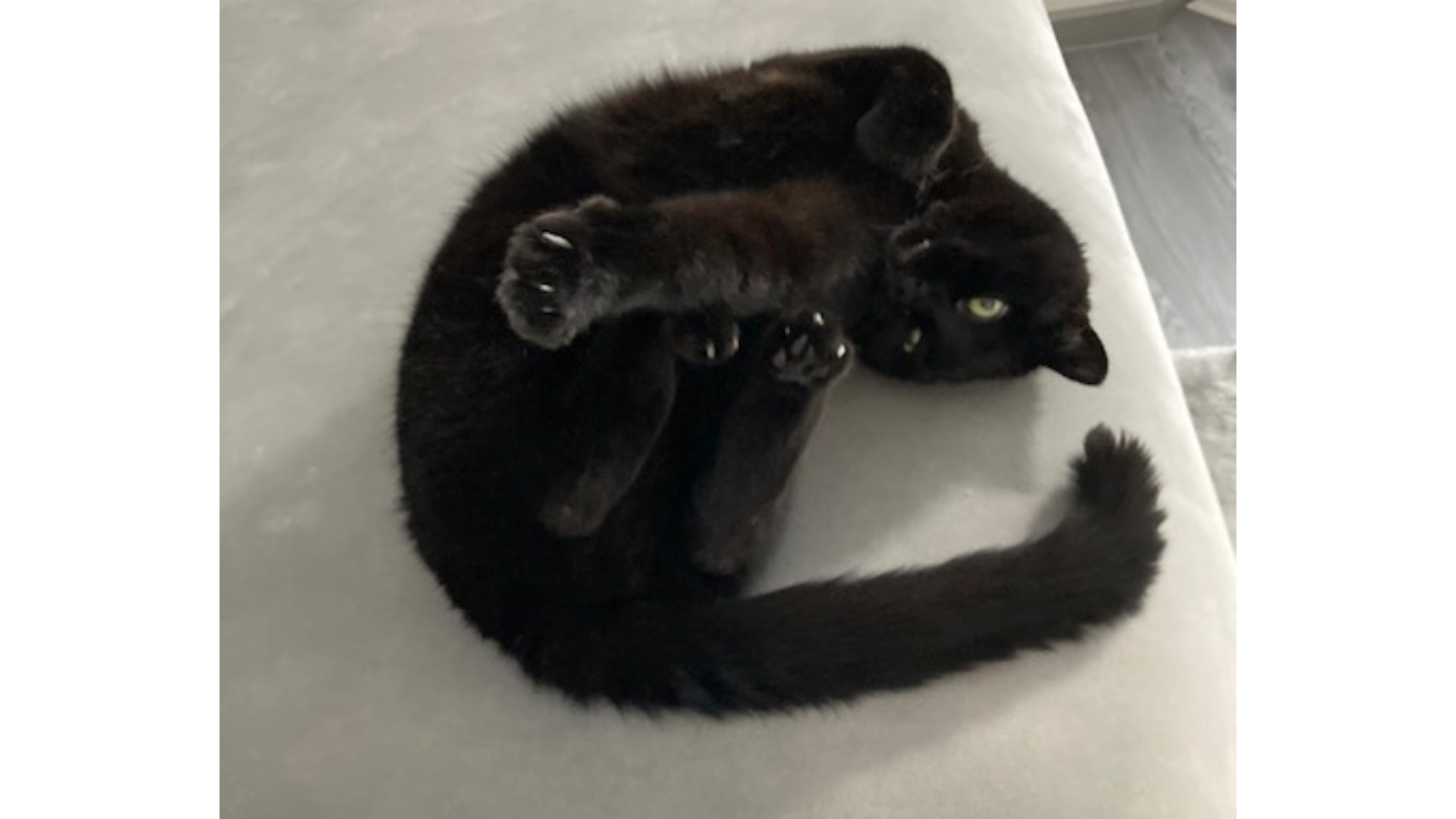 Kundenfoto Kater Wilson