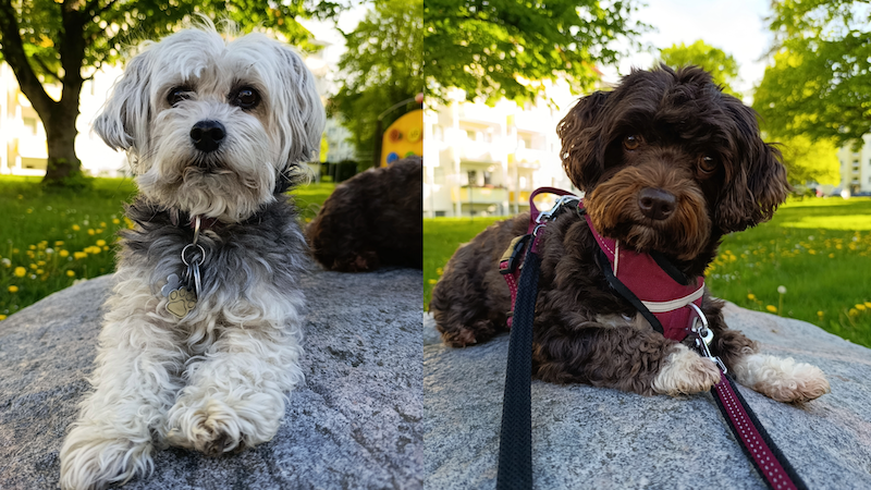 Kundenerfahrung zu Dr. Berg pro-Schonkost und pro-Allergie Nassfutter für Hunde