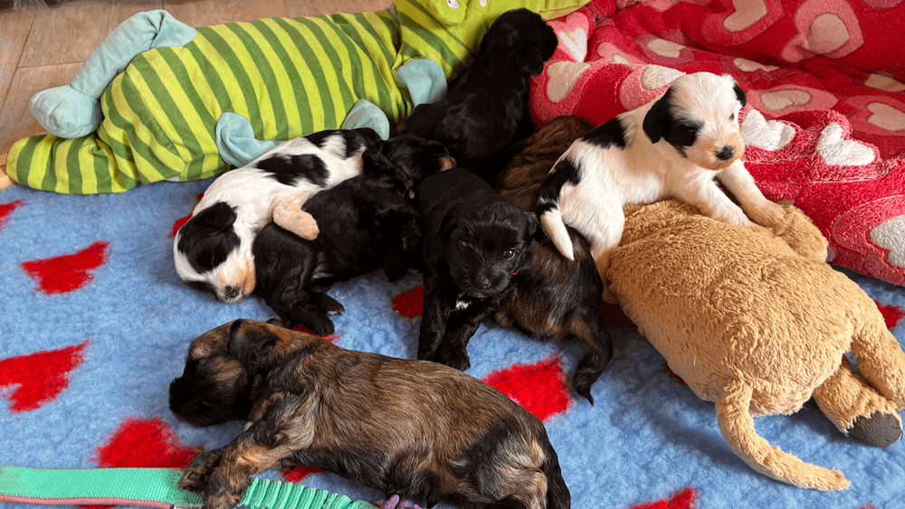 Tibet Terrier Welpen bekommen Urfleisch Huhn & Kartoffel für Welpen und Junghunde 