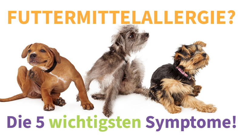 Futtermittelallergie? Die 5 wichtigsten Symptome!