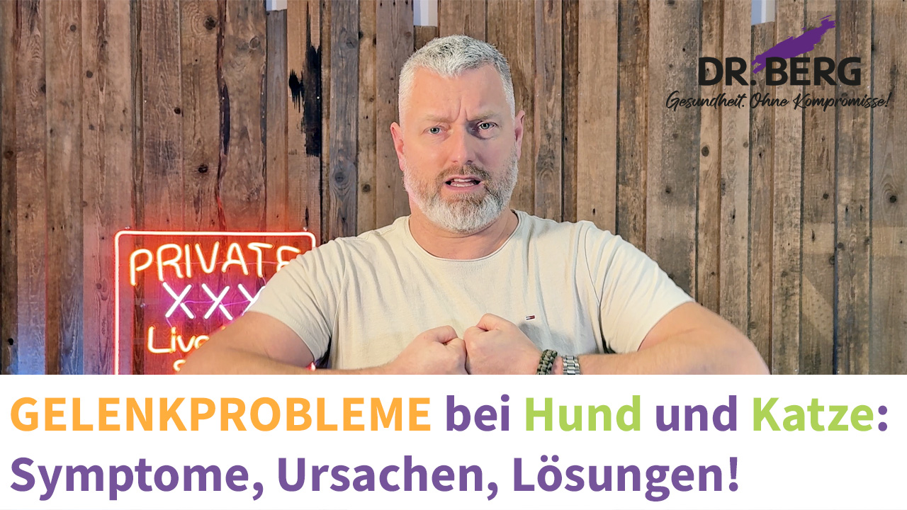 Gelenkprobleme bei Hund und Katze: Symptome, Ursachen, Lösungen!