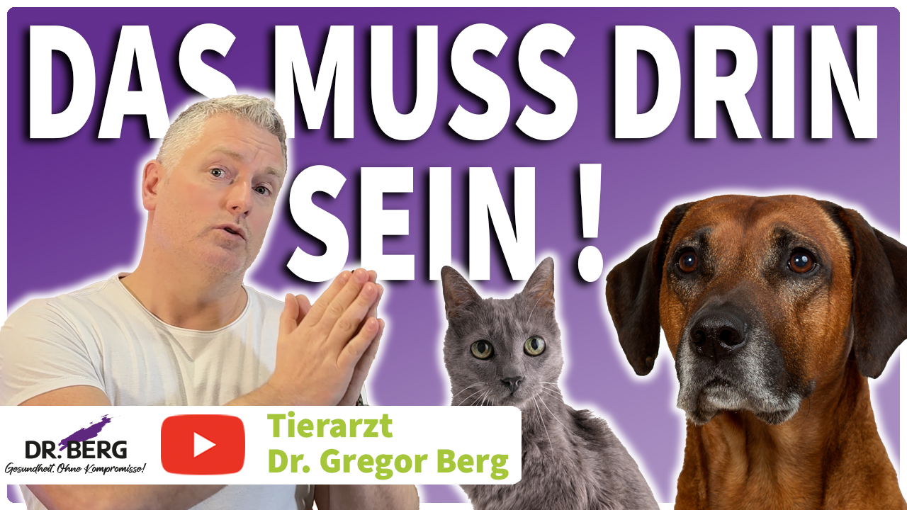 Nierendiät für Hunde & Katzen: Wann ist sie wirklich nötig?