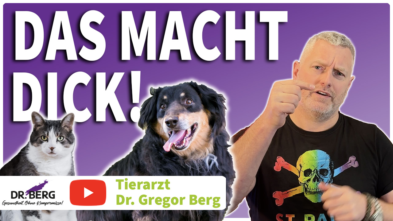 Übergewicht bei Hunden & Katzen: Die häufigsten Ursachen – und wie Du sie vermeidest!