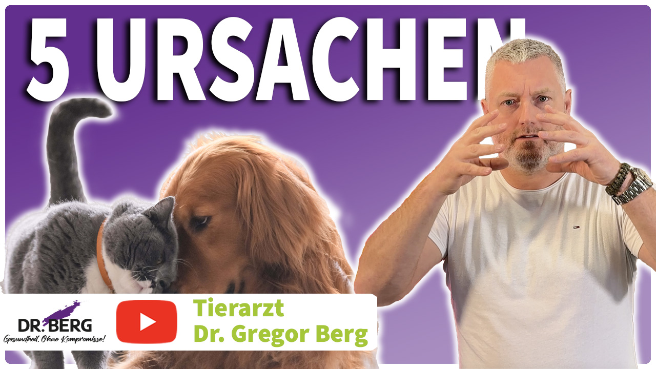 Magen-Darm-Probleme bei Haustieren – 5 Gründe, die du kennen musst!