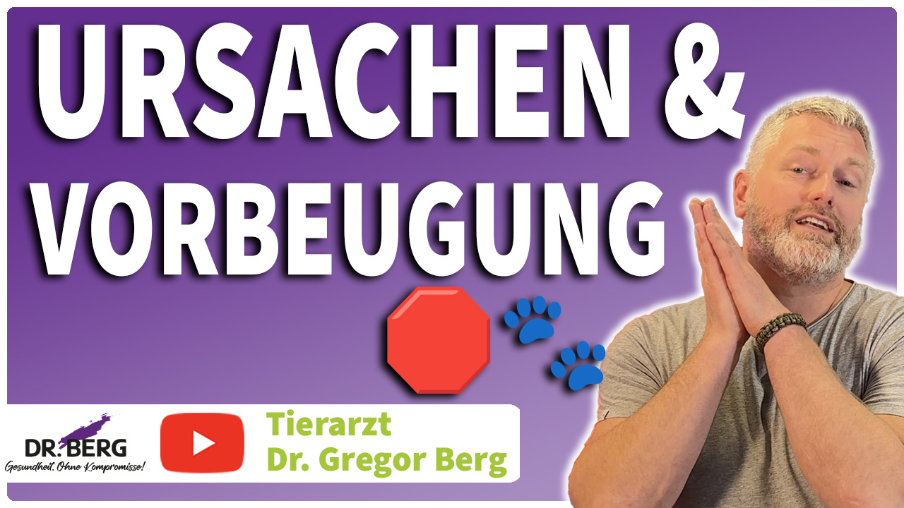 Gelenkprobleme bei Hund und Katze? Die 5 größten Ursachen – und was du dagegen tun kannst! 