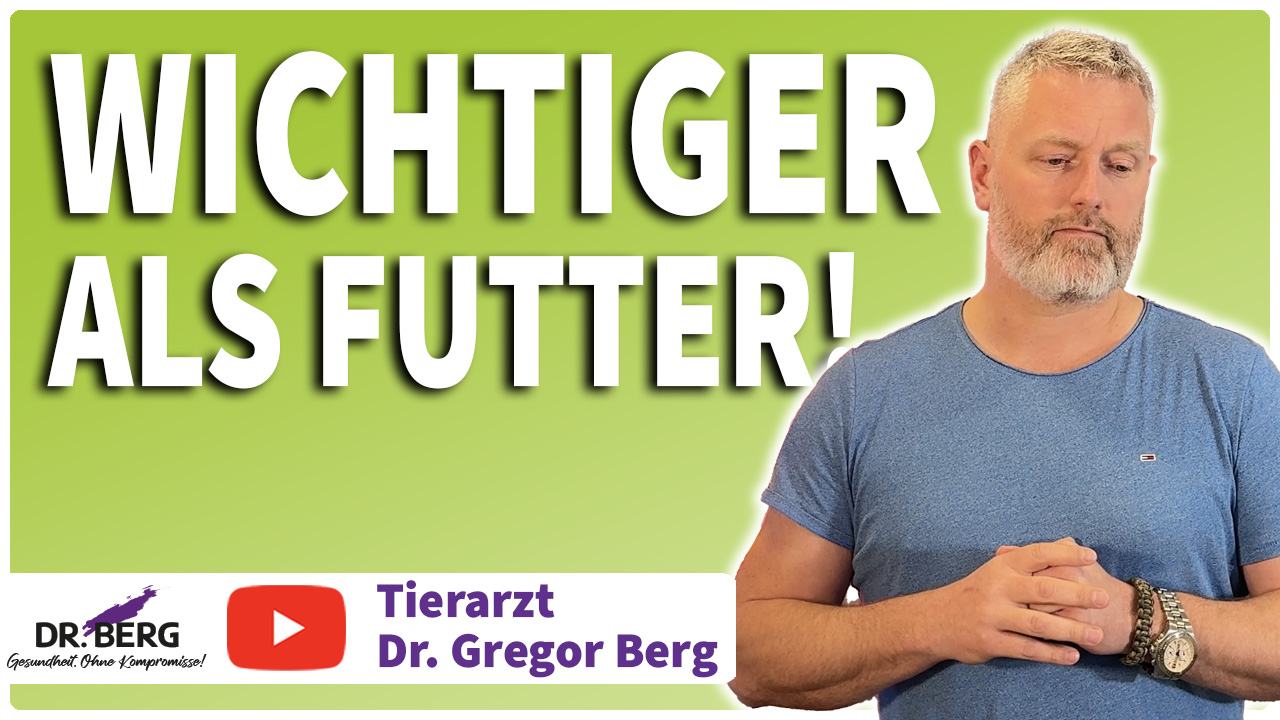 Futter-Streit: Warum Stress für Dein Tier schlimmer ist als falsche Ernährung!