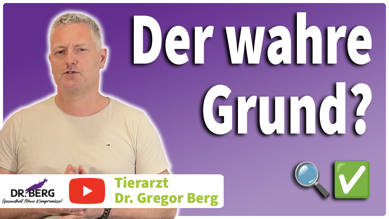 Übergewicht bei Mensch & Tier – Warum Essen allein nicht das Problem ist